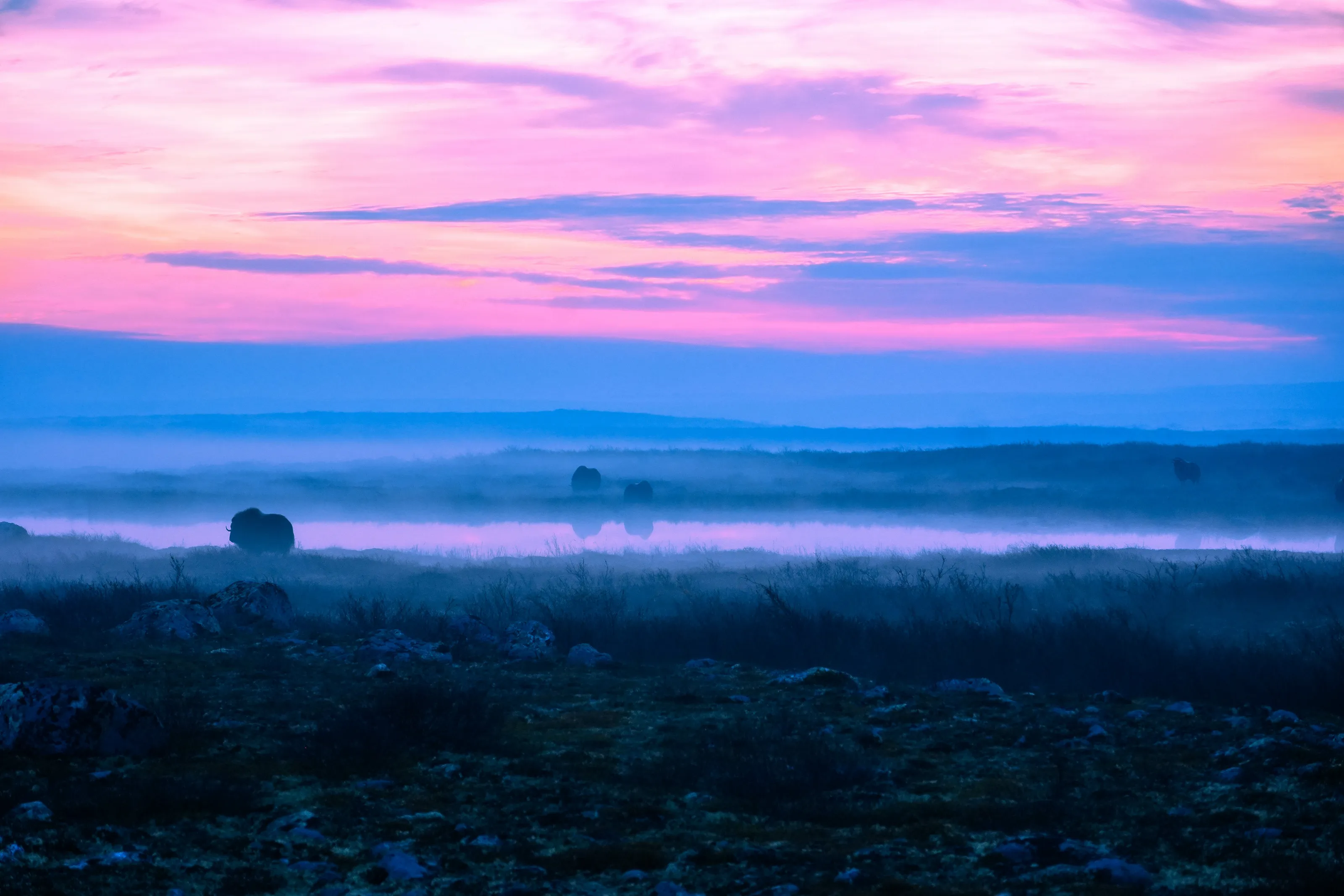 Musk ox in the mist