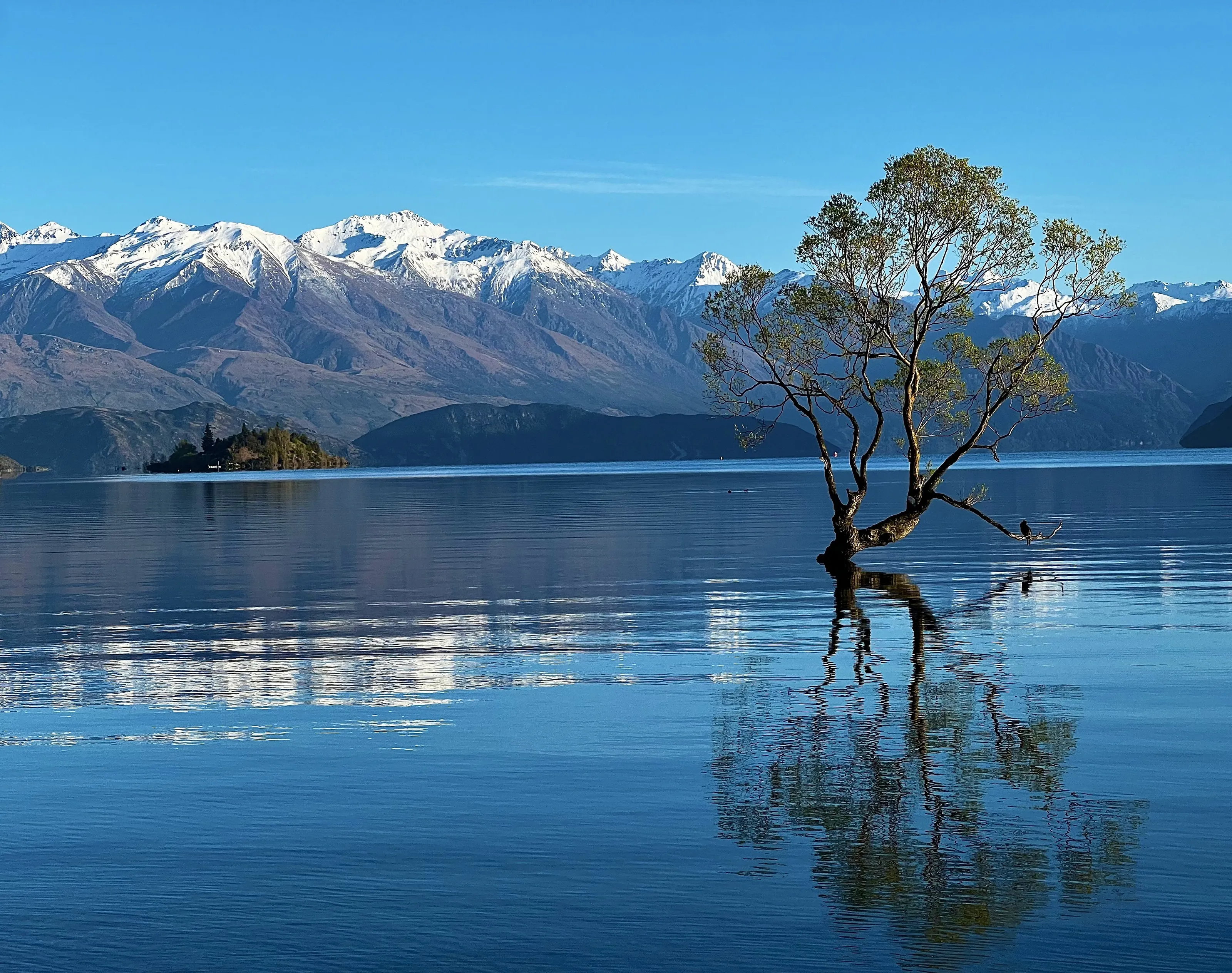 That Wanaka Tree