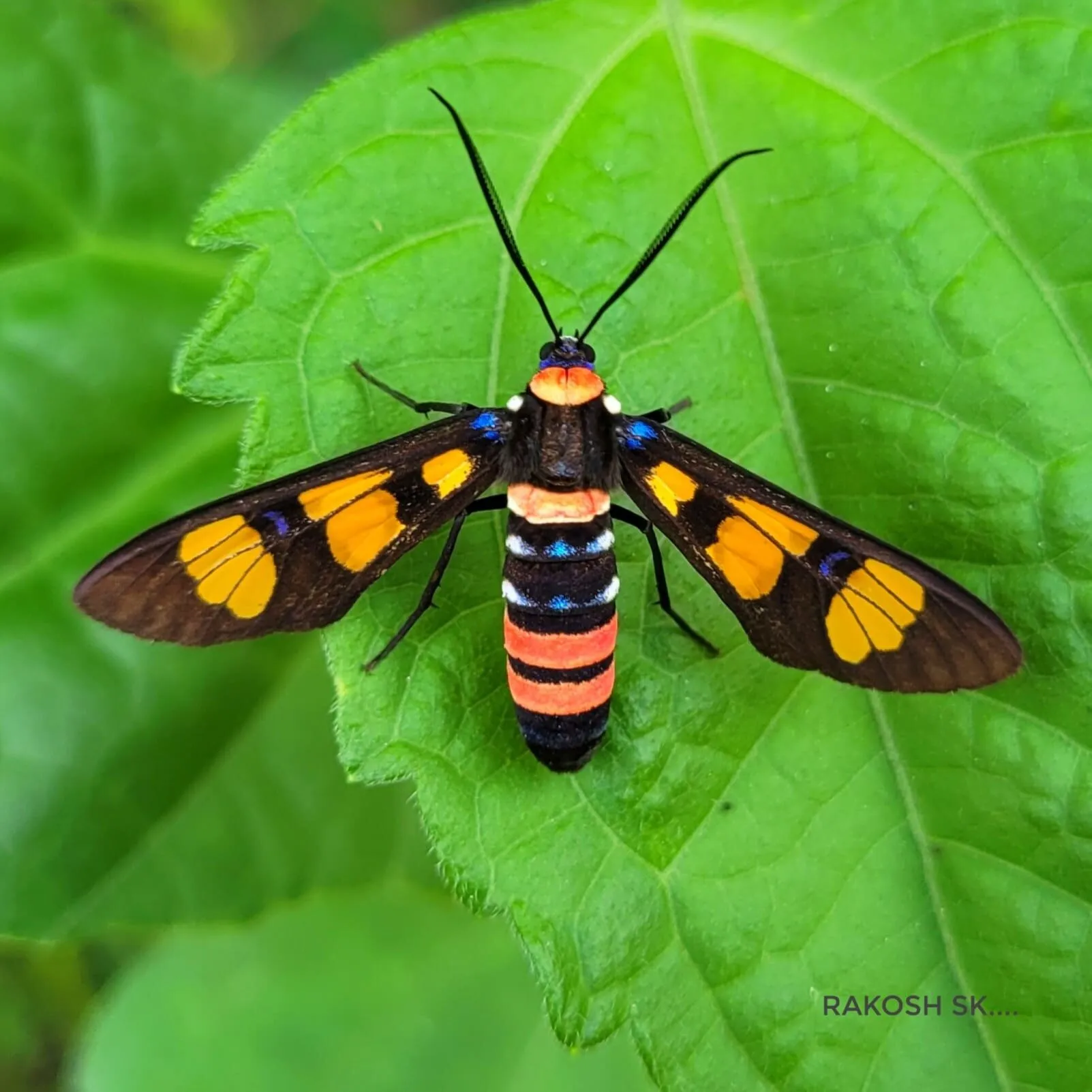 Painted handmaiden moth