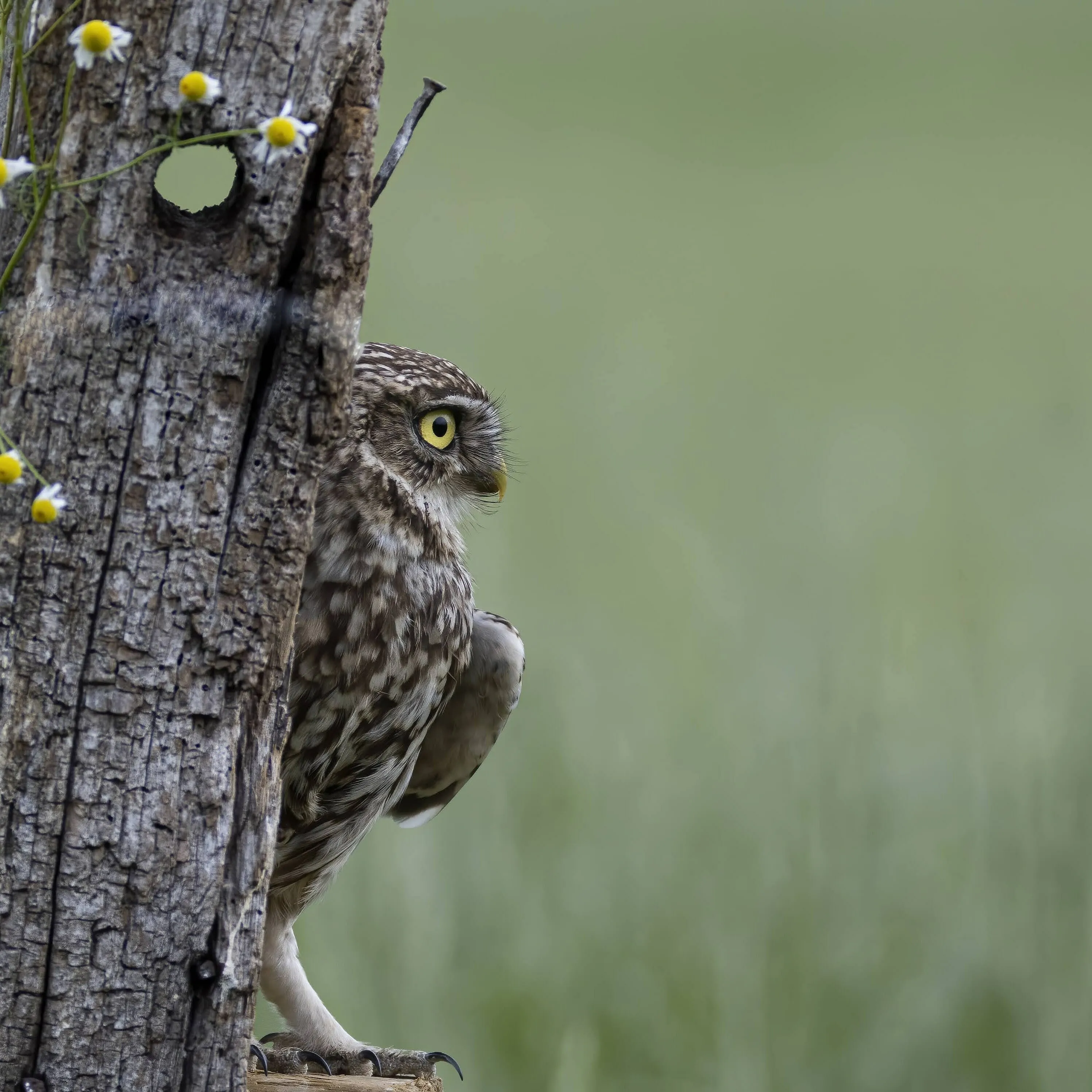 Peekaboo
