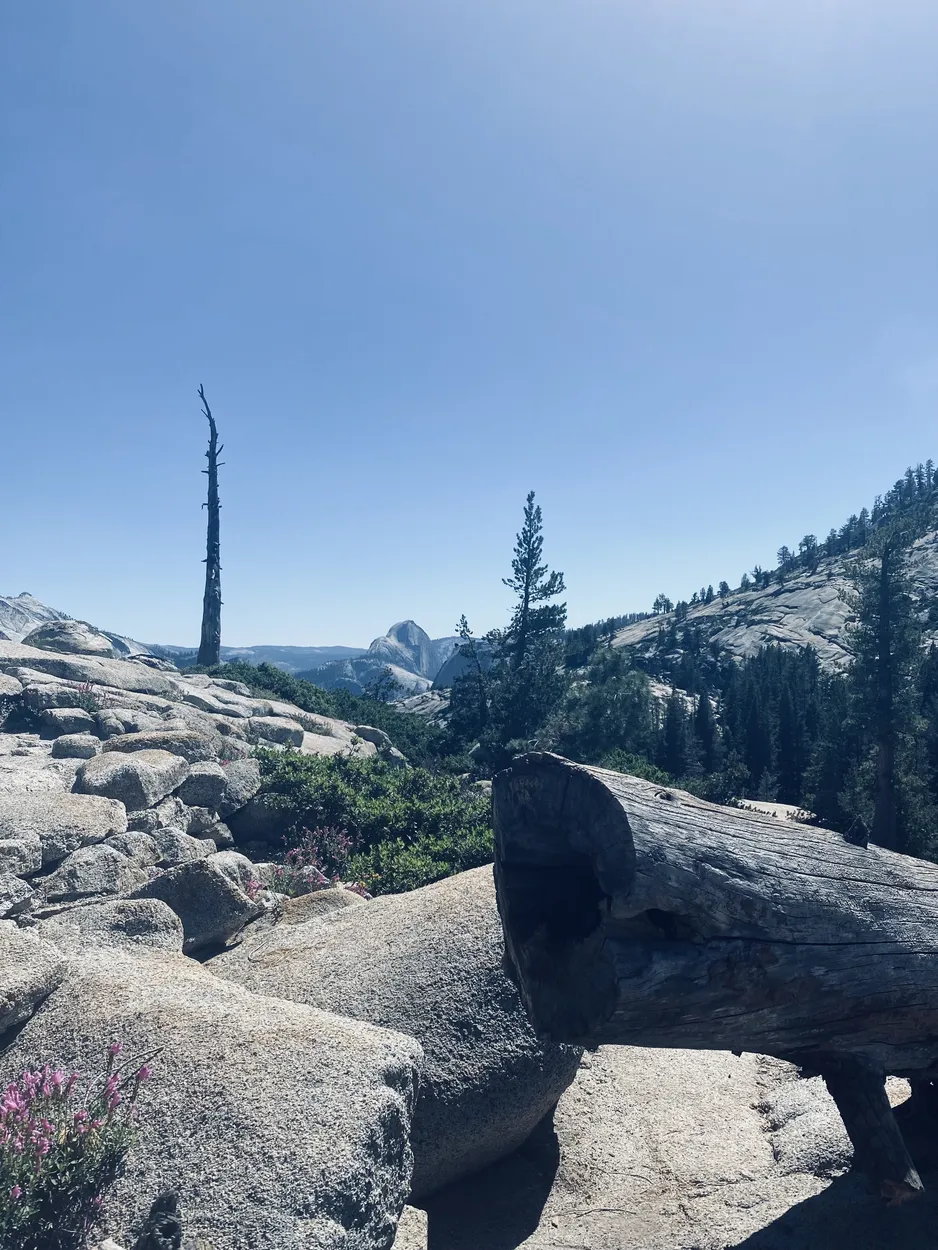 Entry 18088238