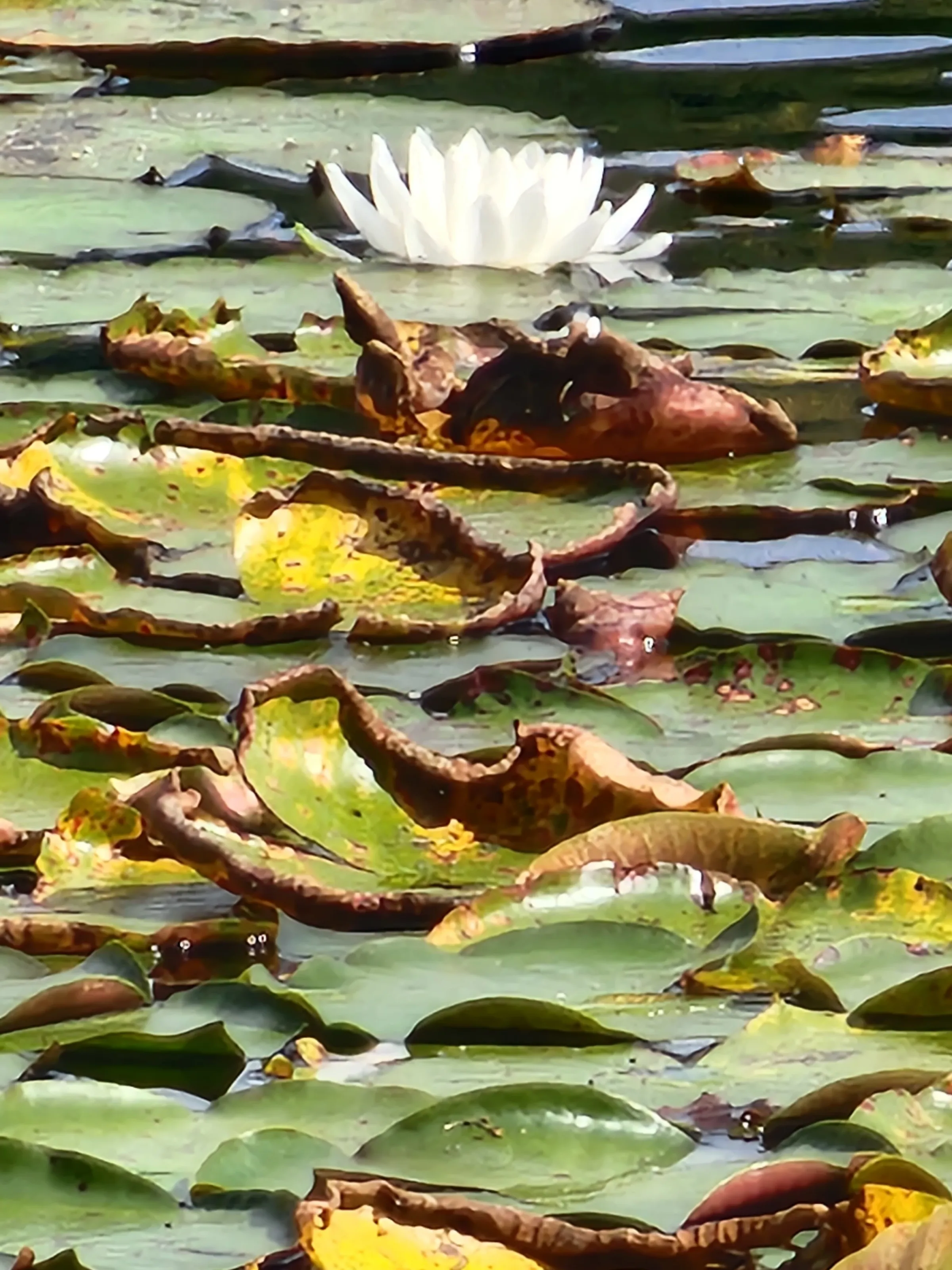 Moses Cone Bass Lake Lilly Pads