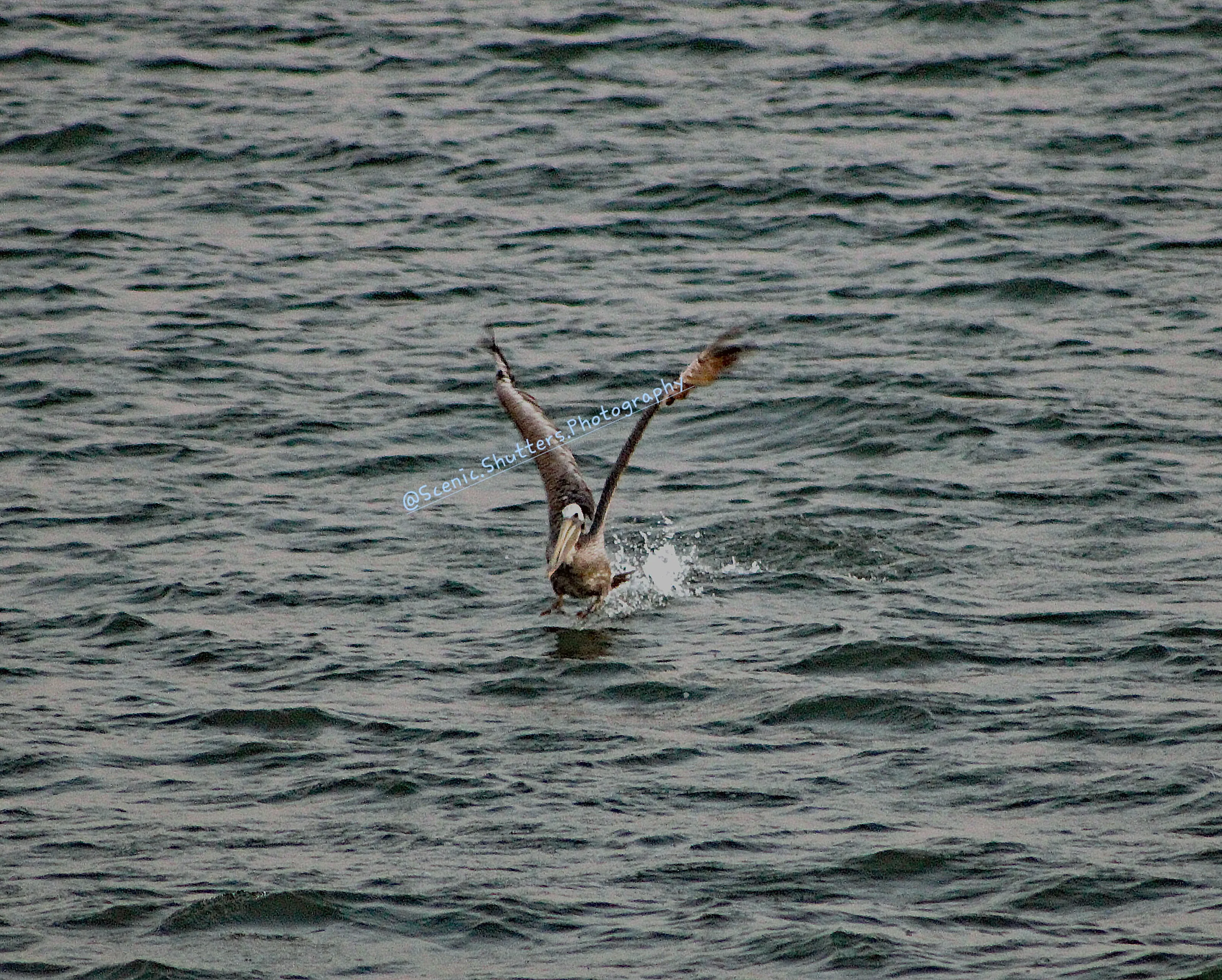 Pelican taking flight.