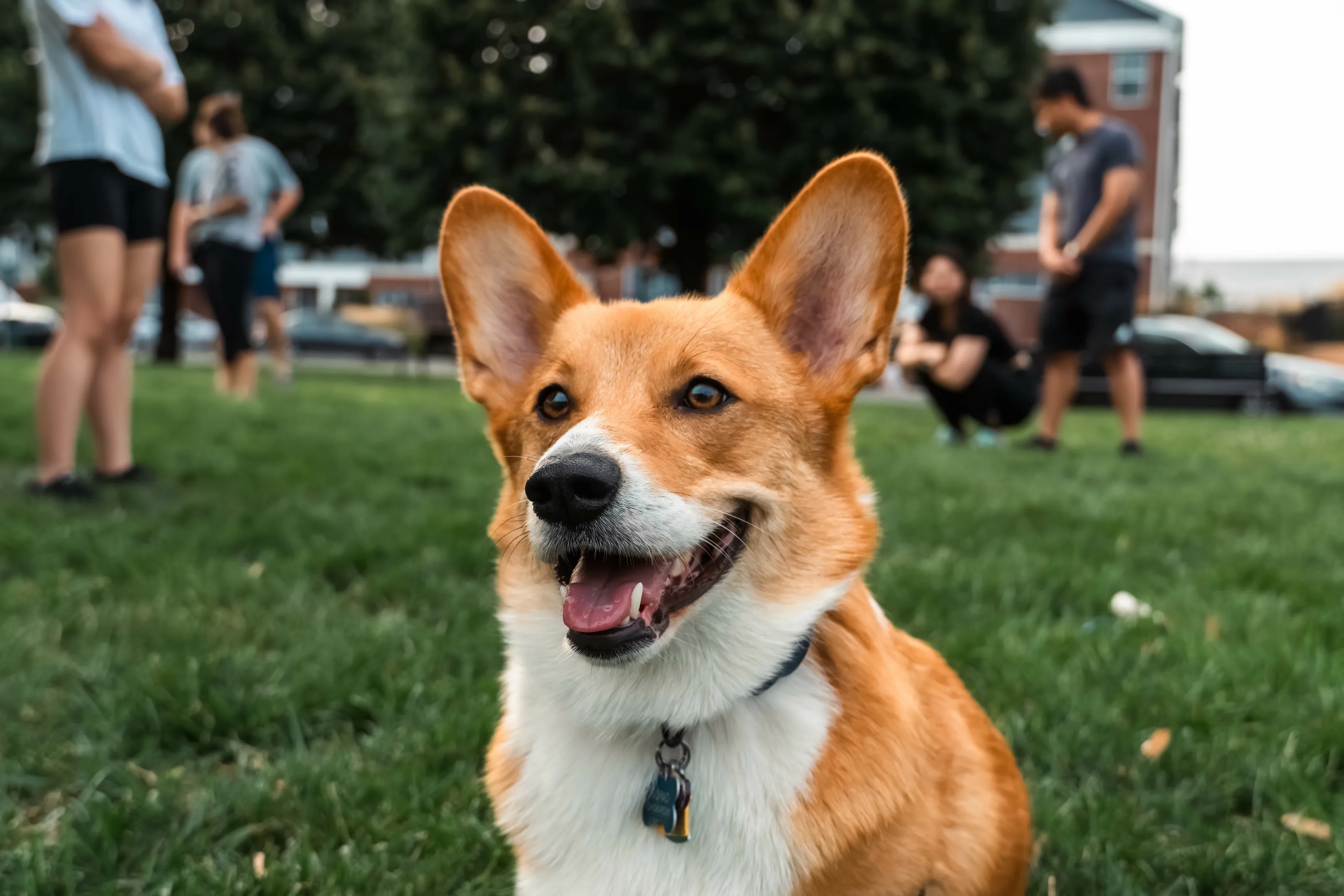 Elegant and Happy Corgi
