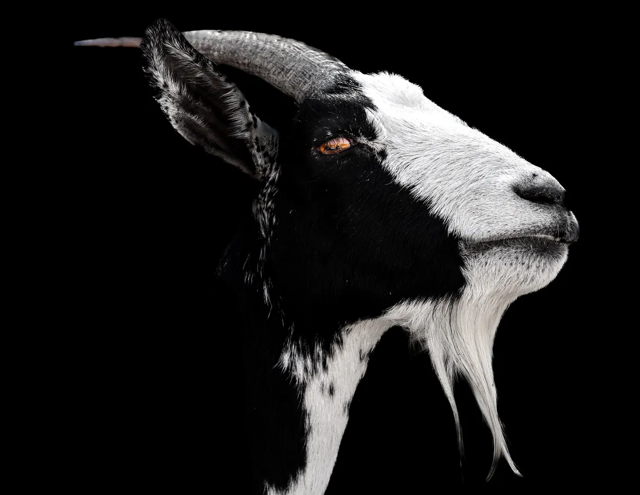 The gangster goat.