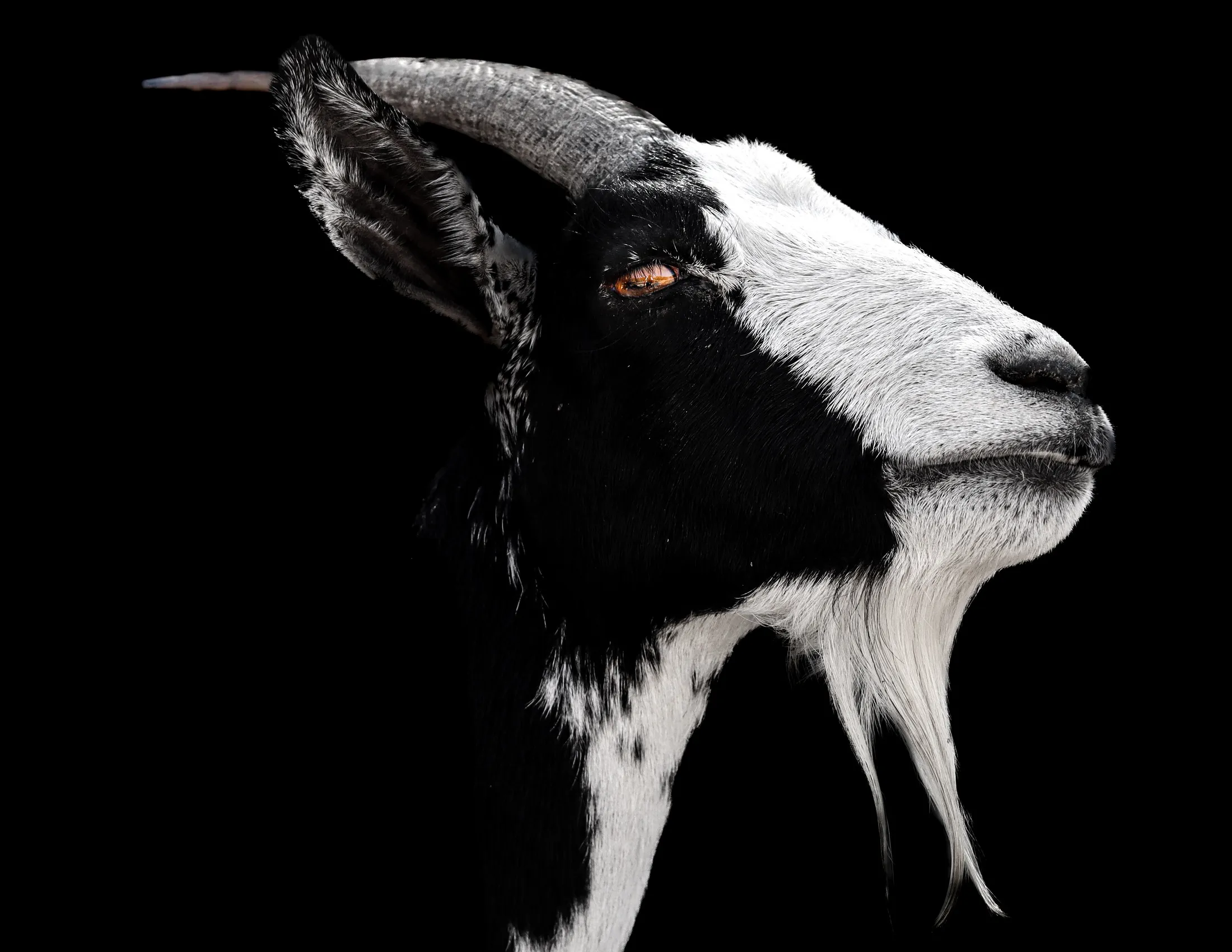 The gangster goat.