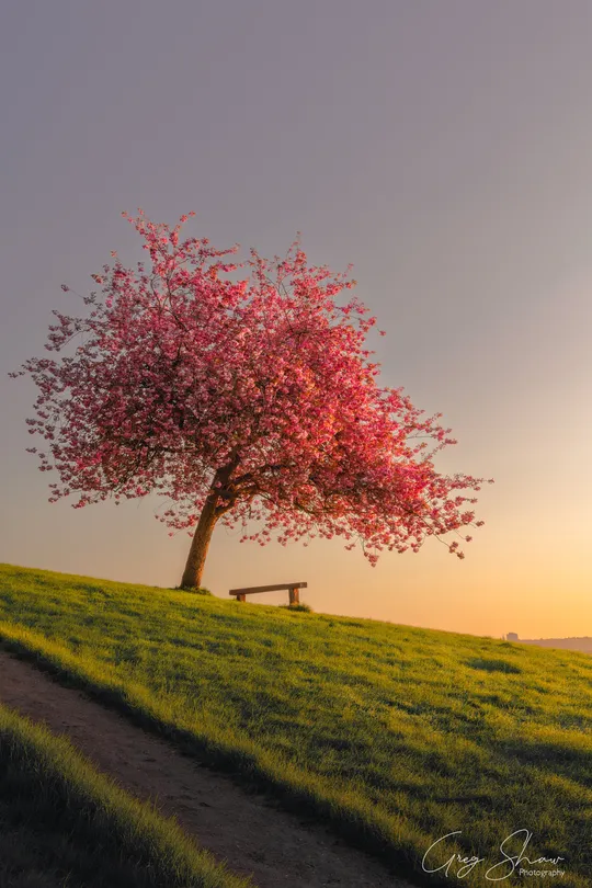 Cherry Sunrise