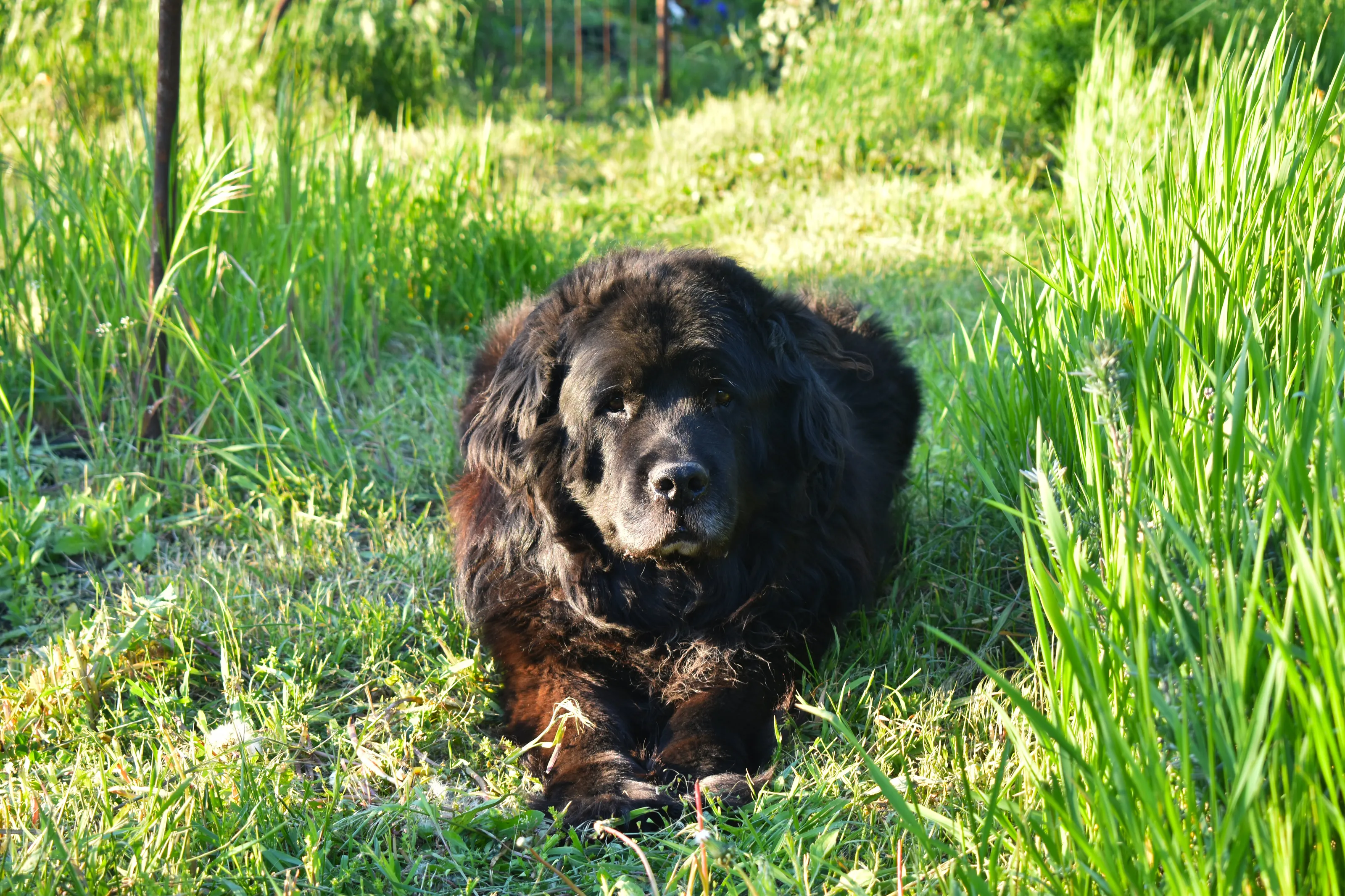 Newfoundland dog in the garden