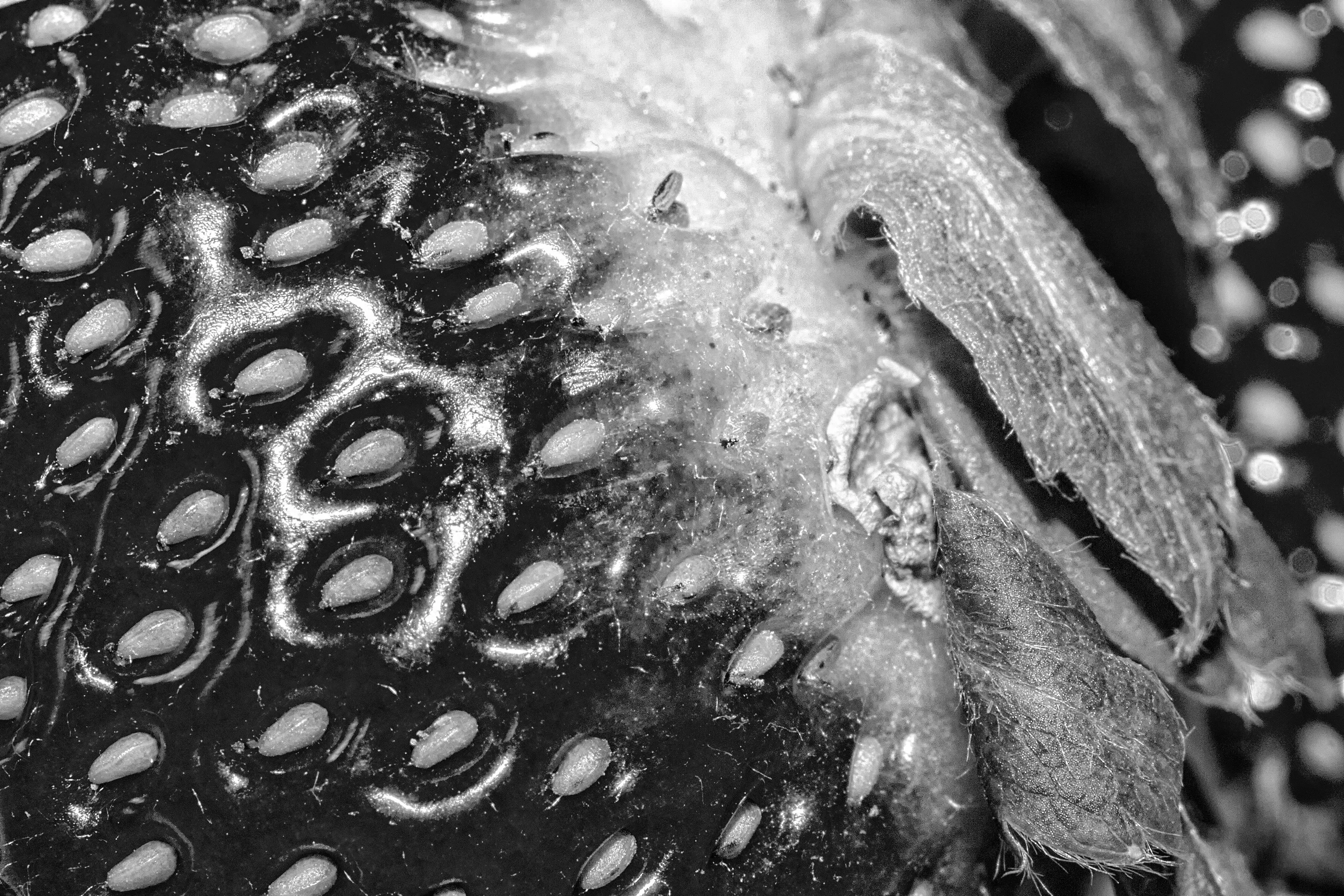 The Outside of Fruit in Macro
