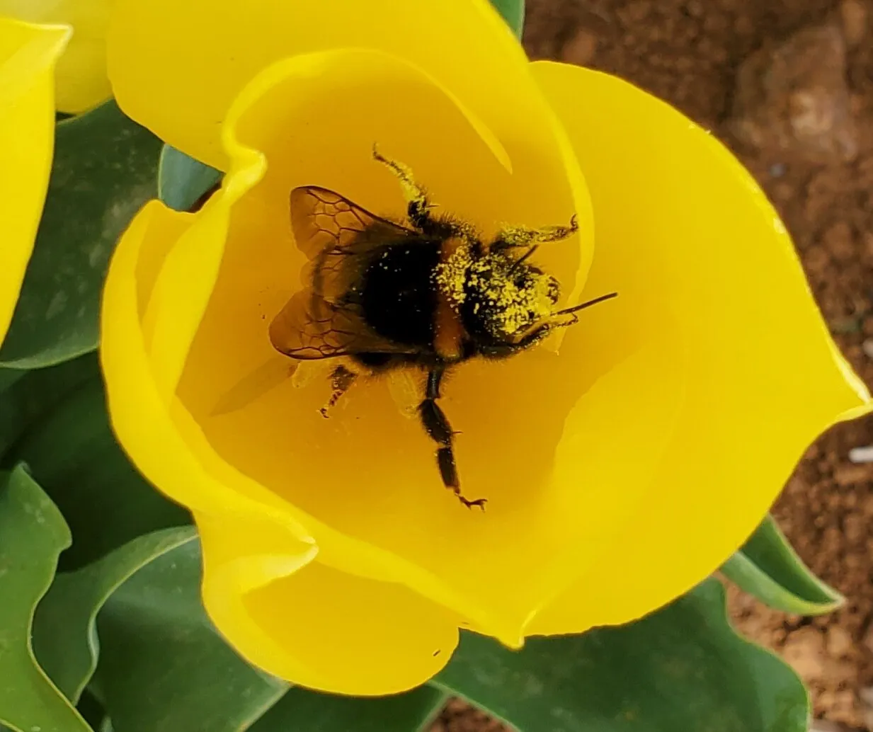 Bee in Tulip