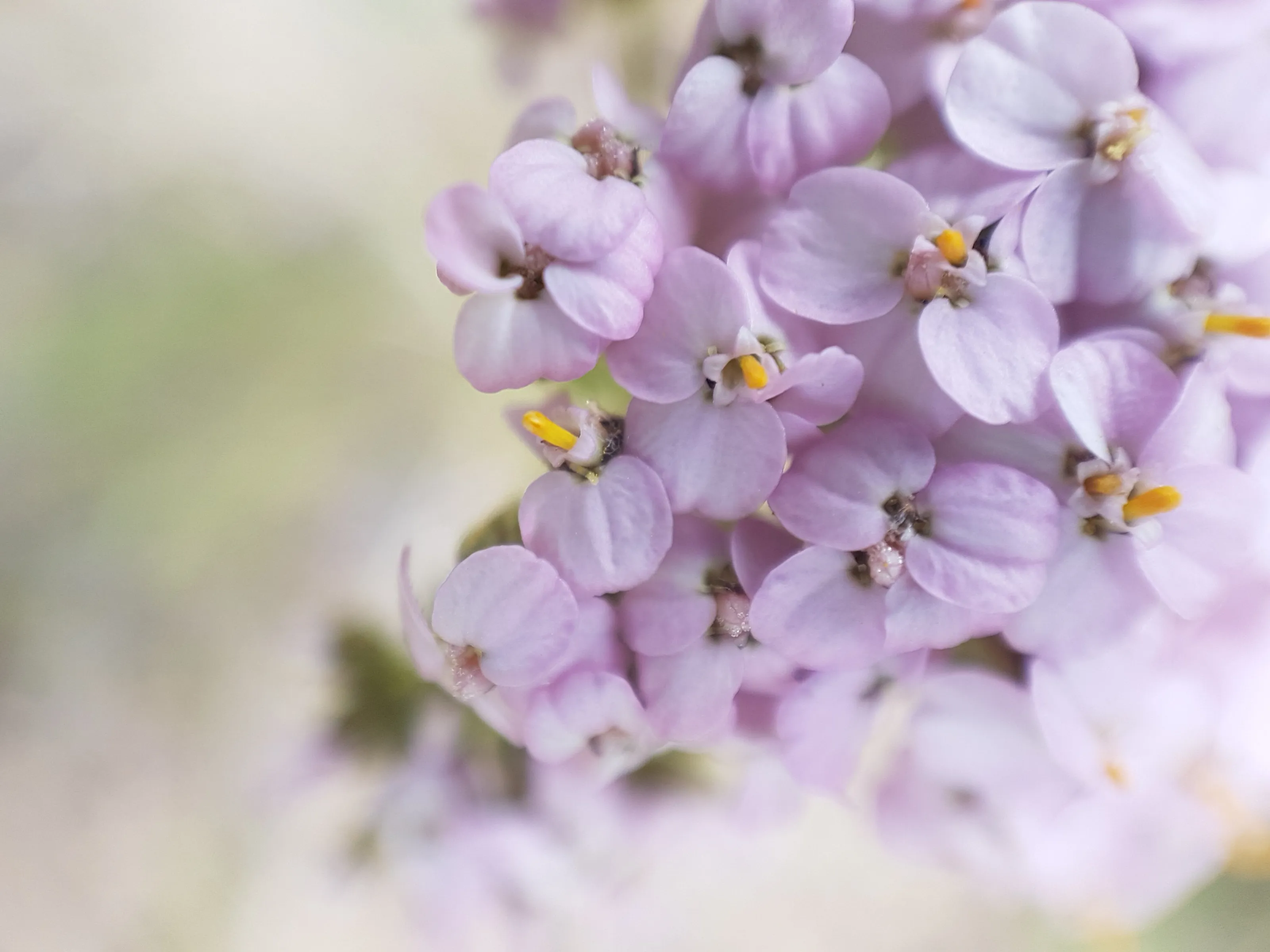 Pretty Little Flowers