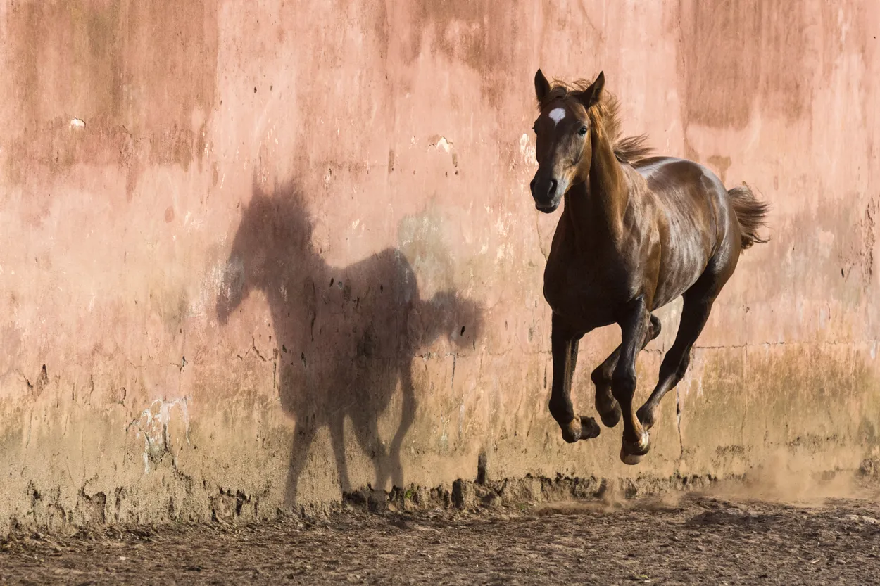 Entry 18105962