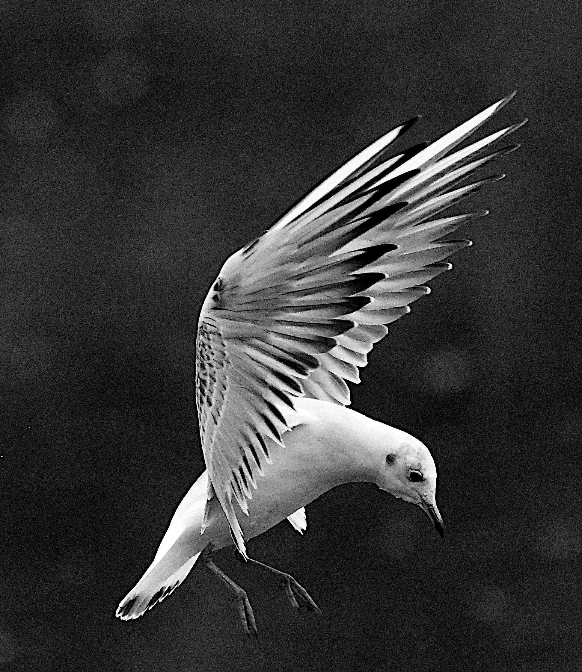 Black Headed Gull taking off displaying those wings