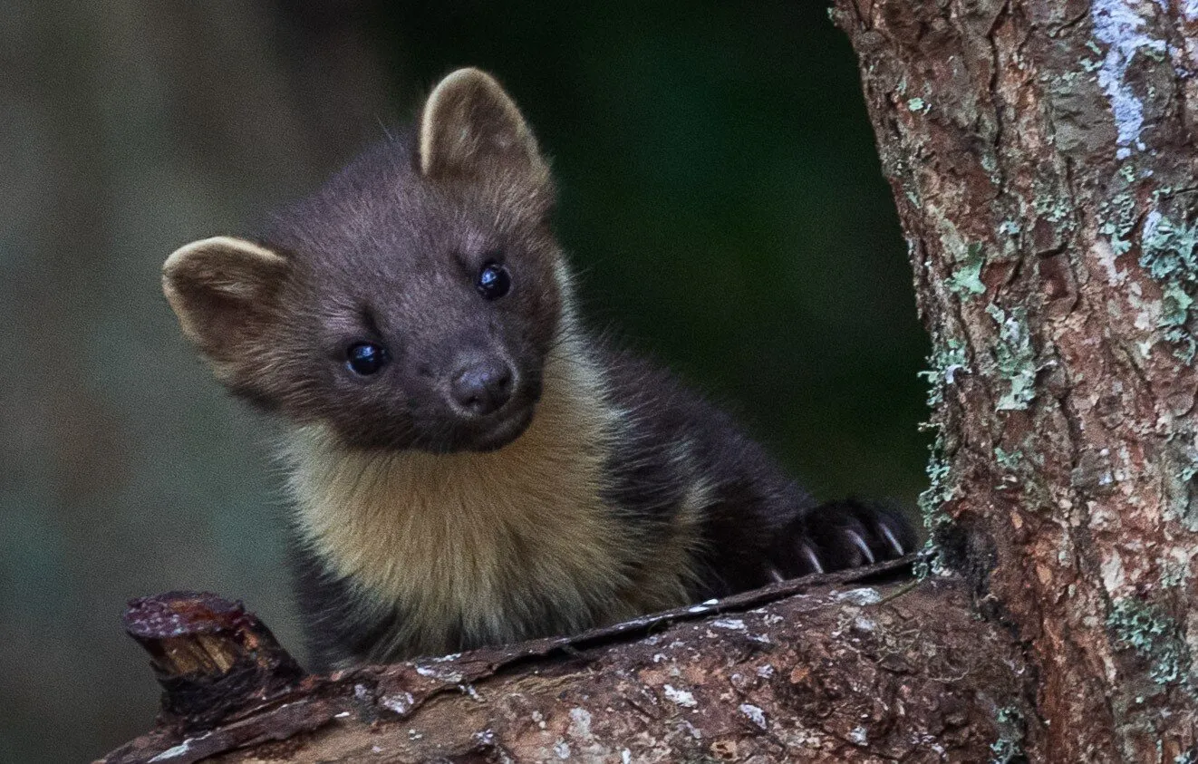 Pine Martin checking out the terrain
