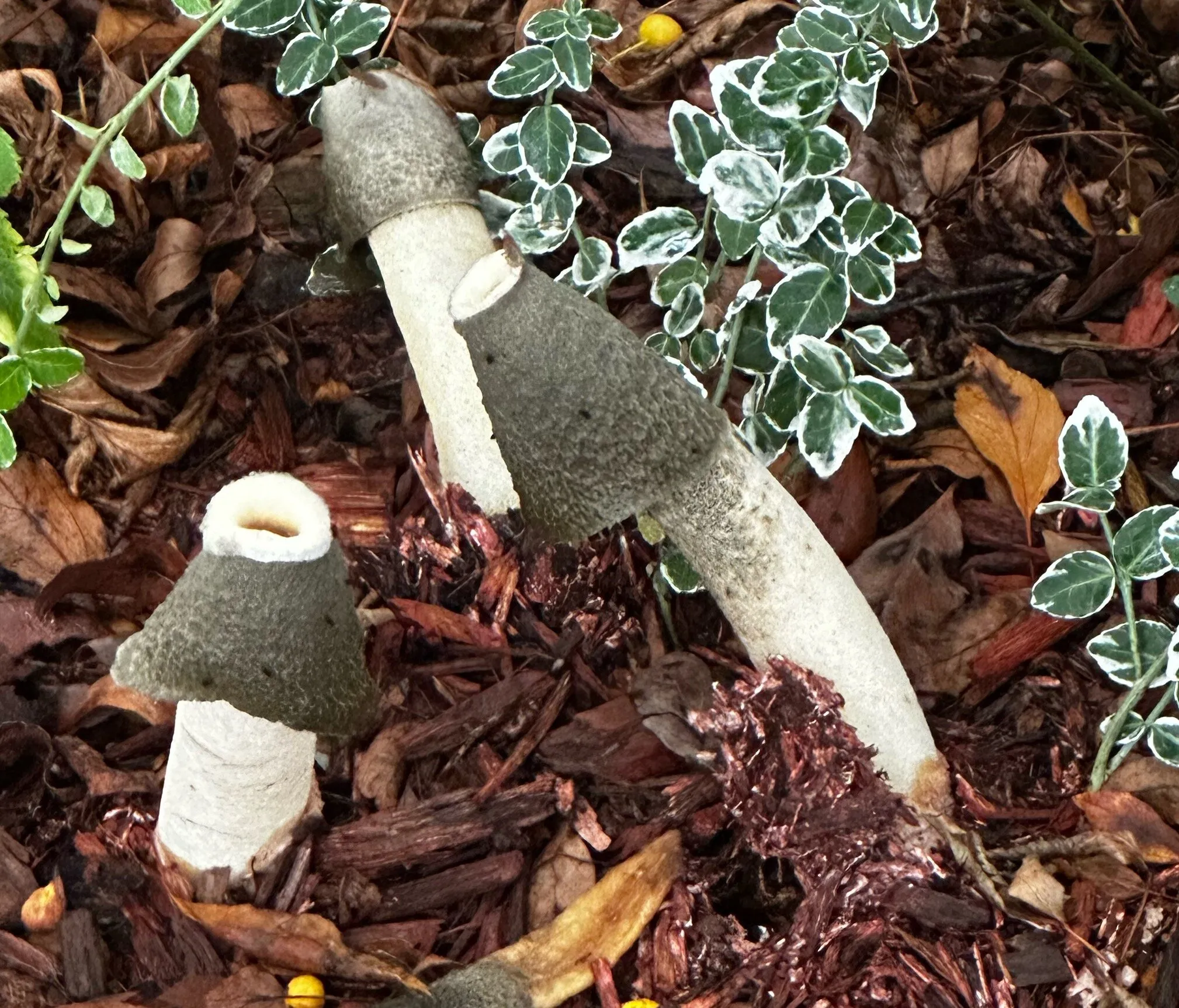 Stinkhorn Mushroom Patch