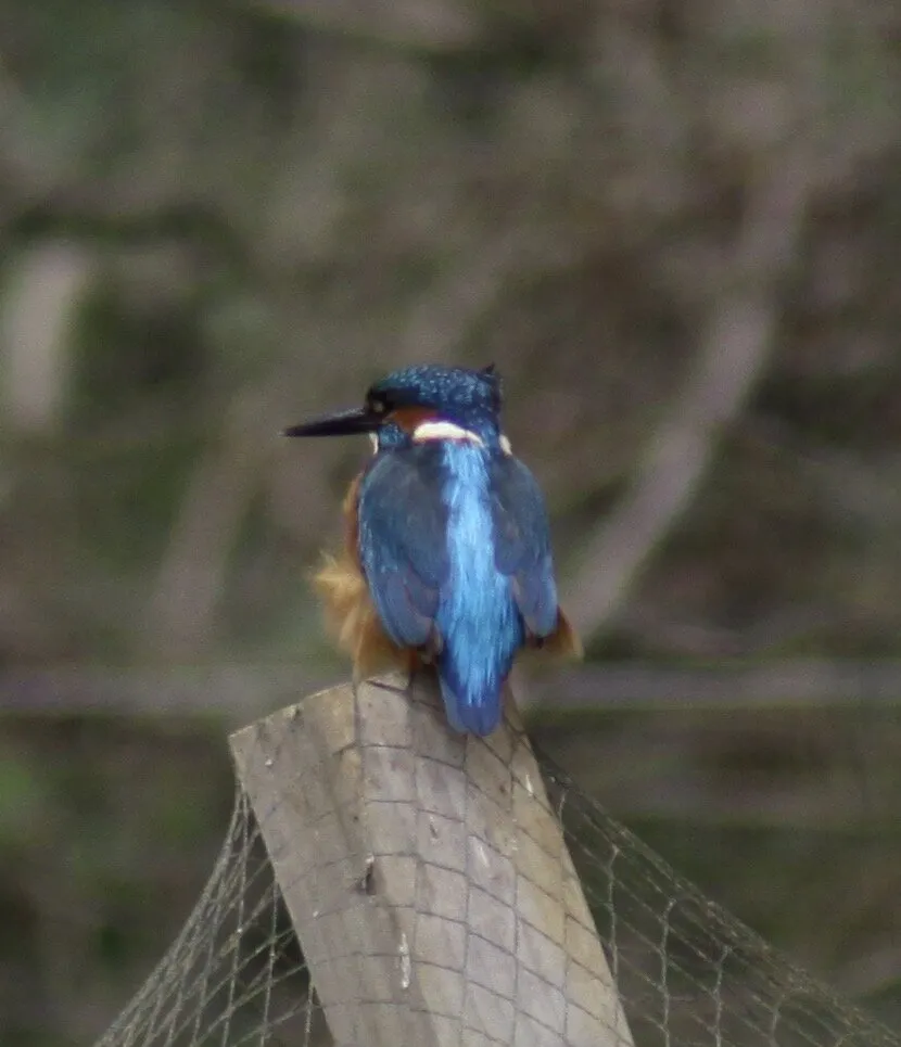 Mr kingfisher