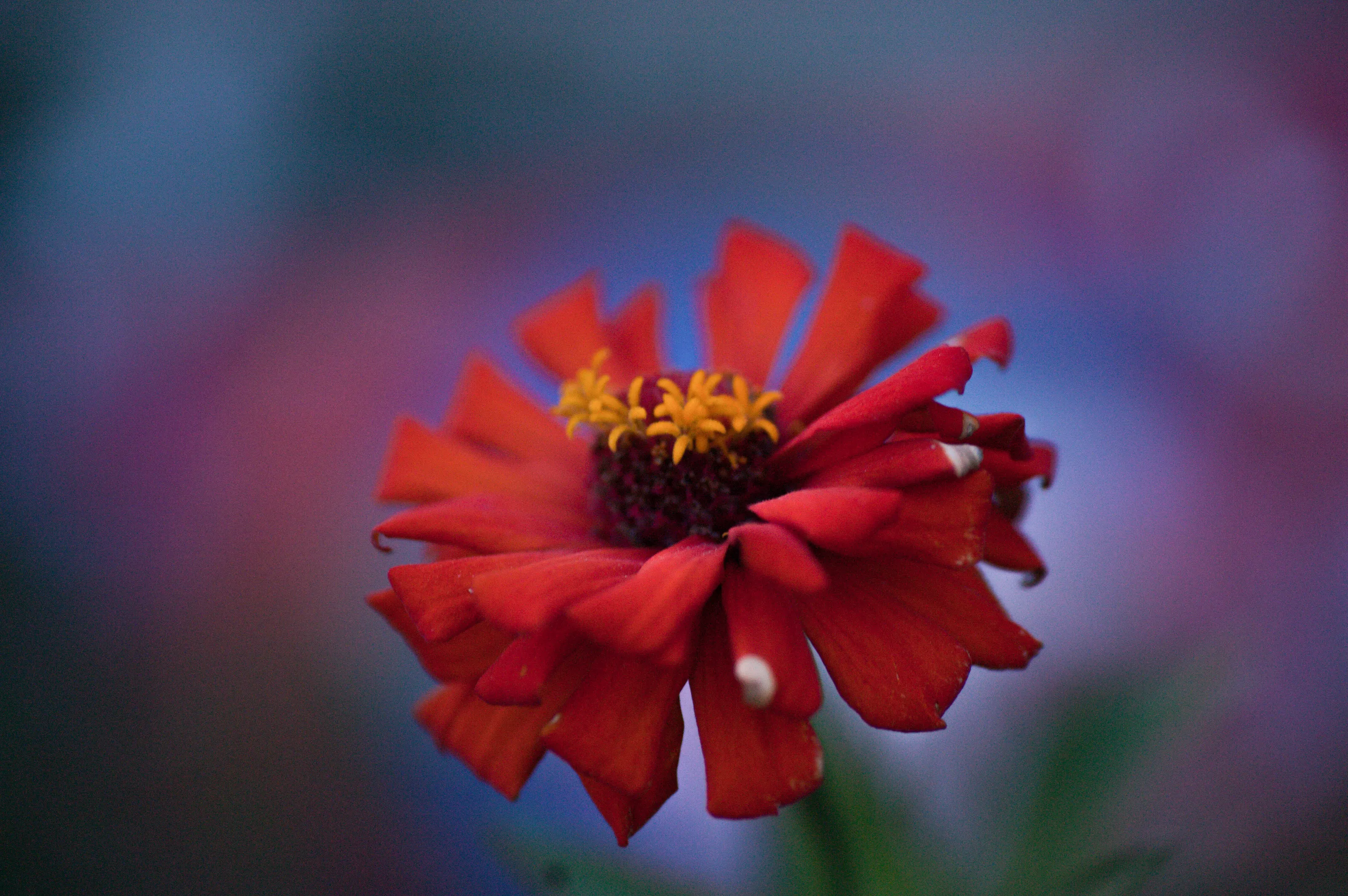 Red flower