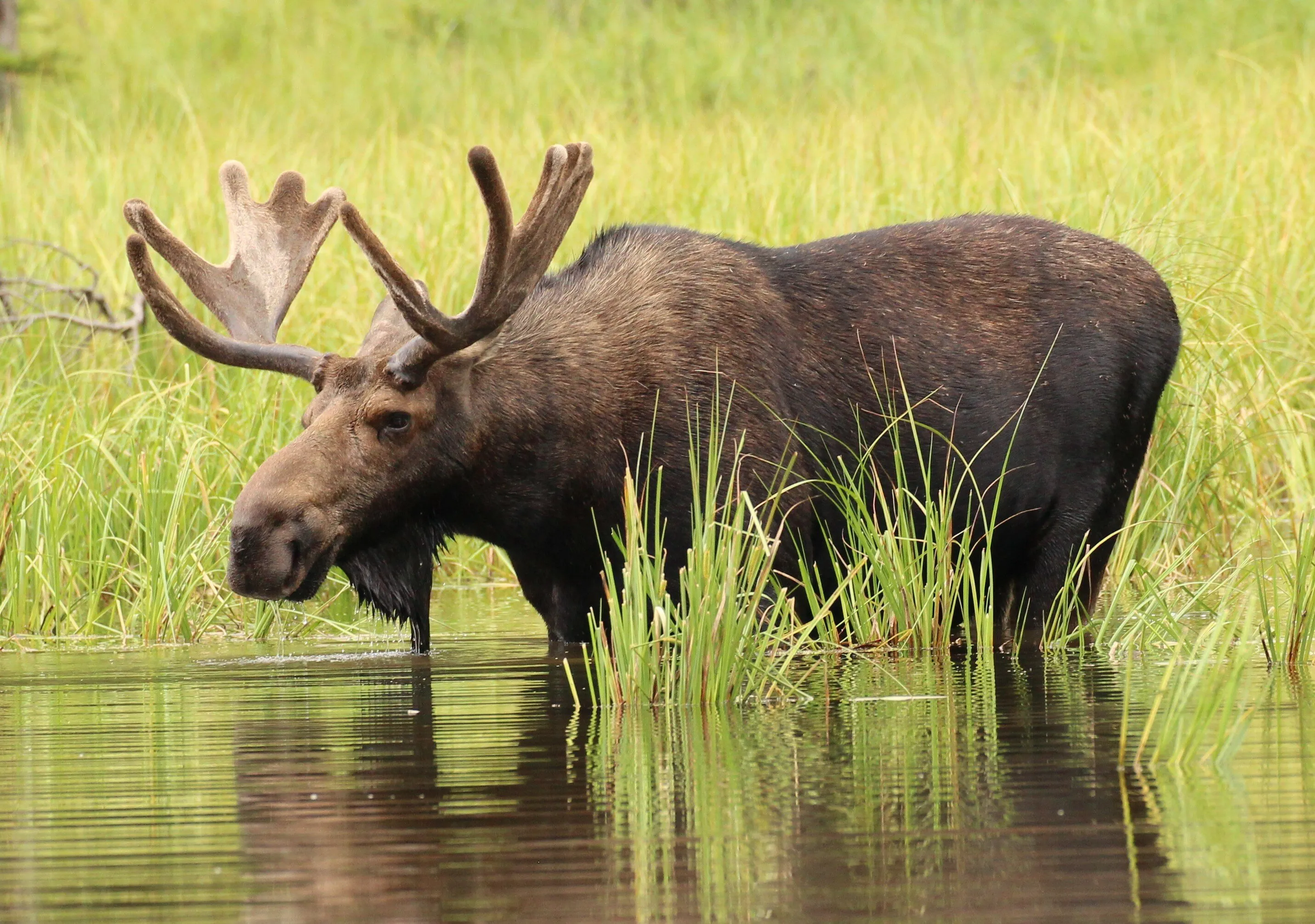 Thirsty Bull Moose