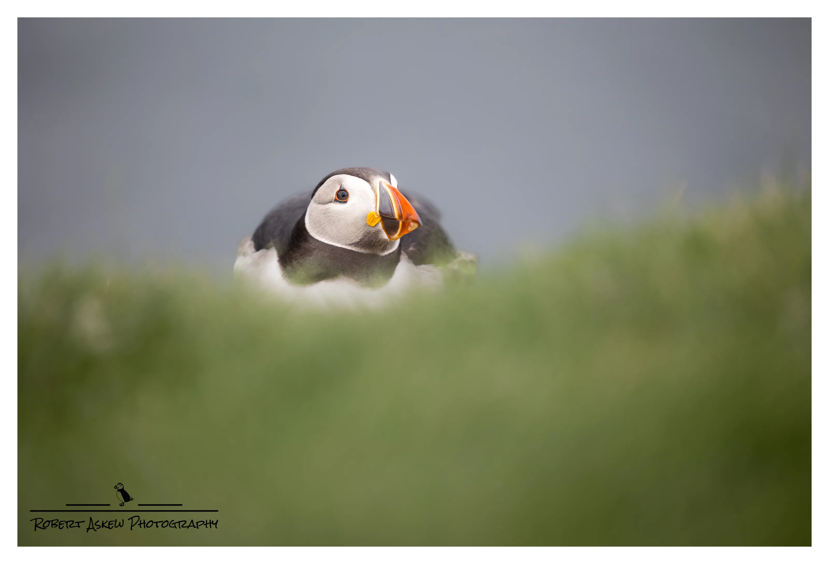 puffin