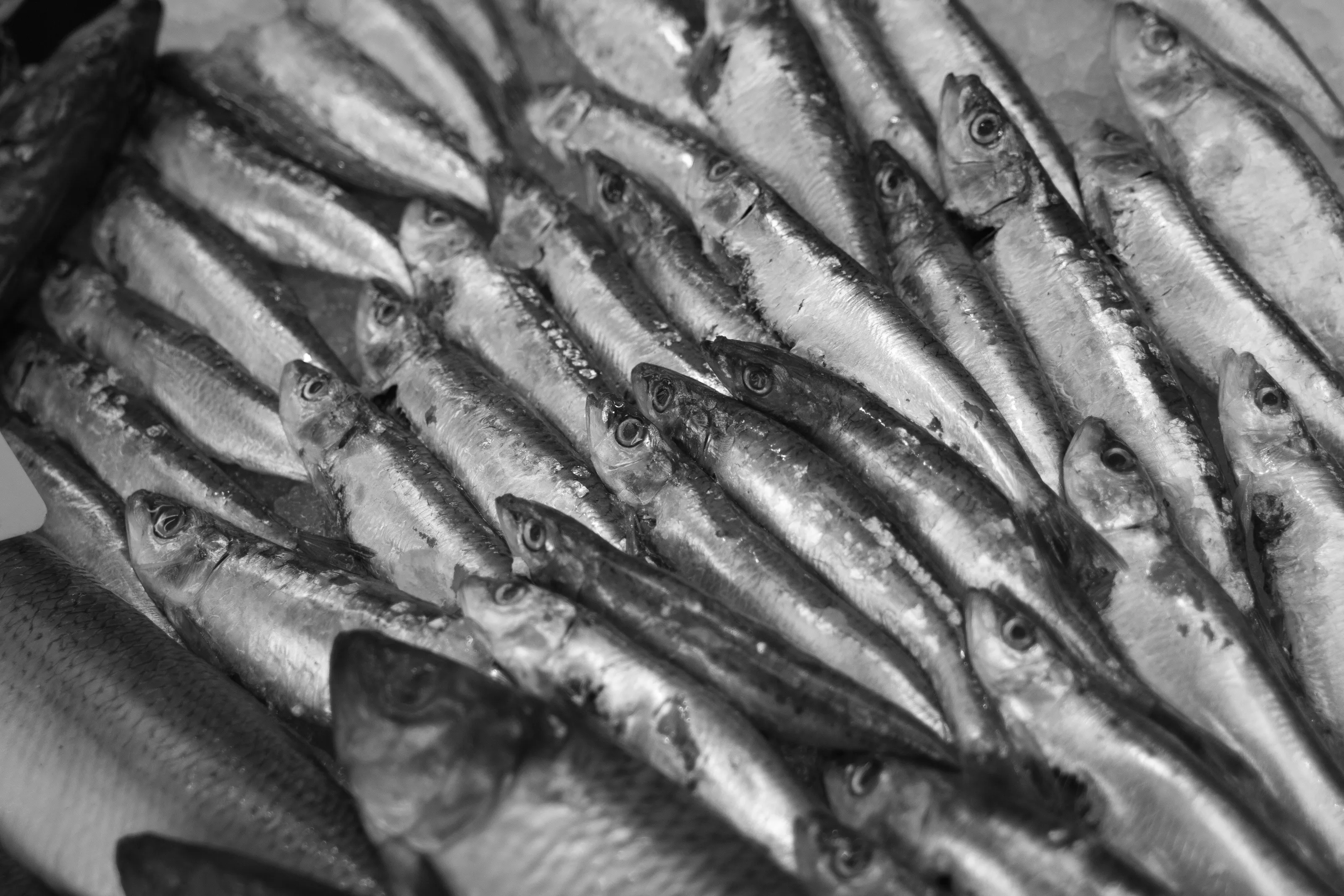 Fresh fish