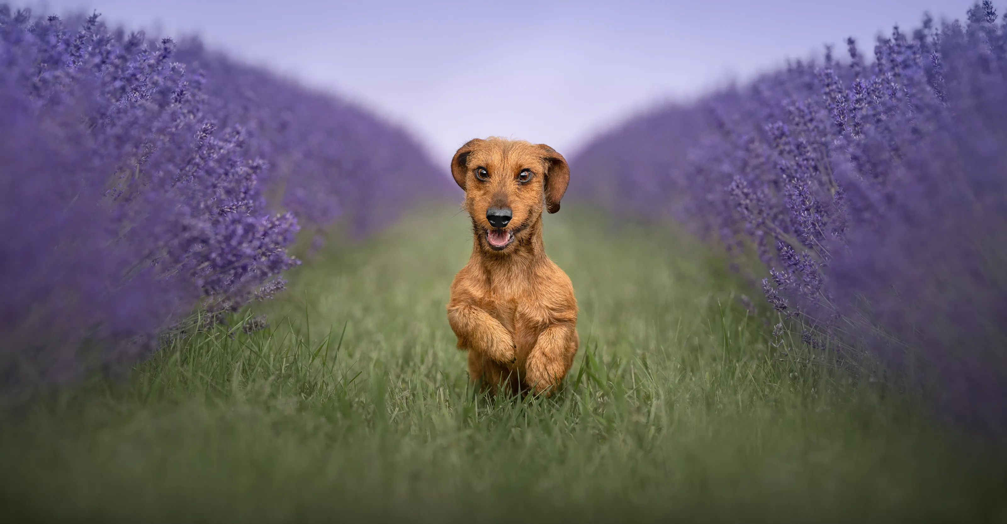 Lavender dreams