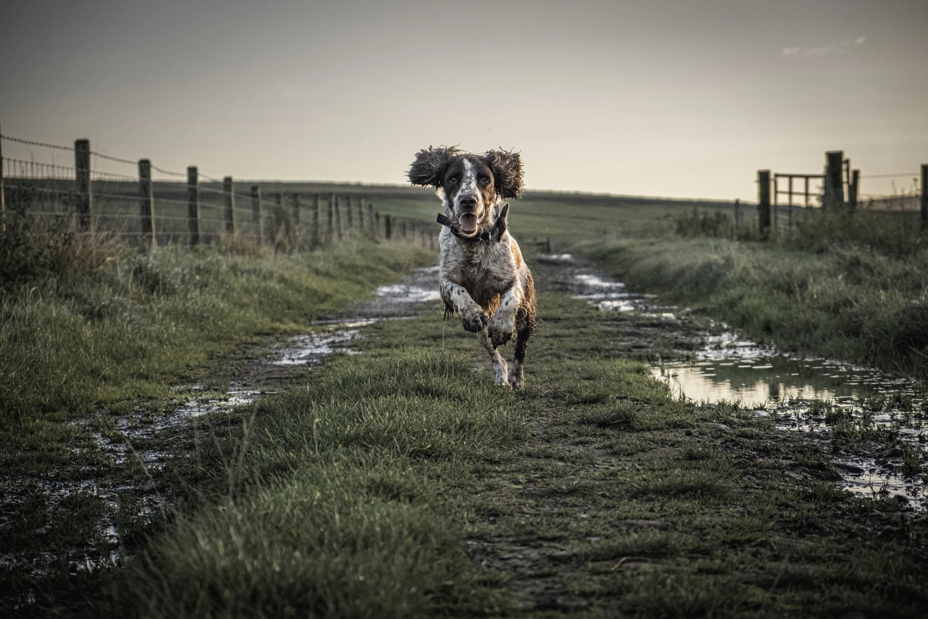 Springer Sprint