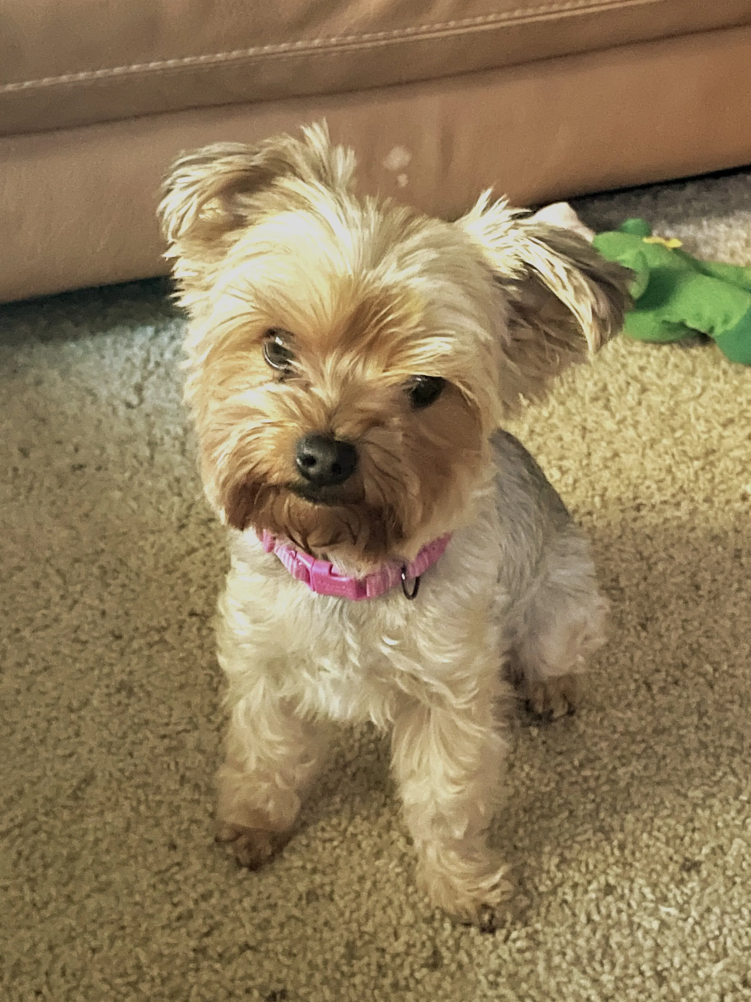 Daisy the Yorkie