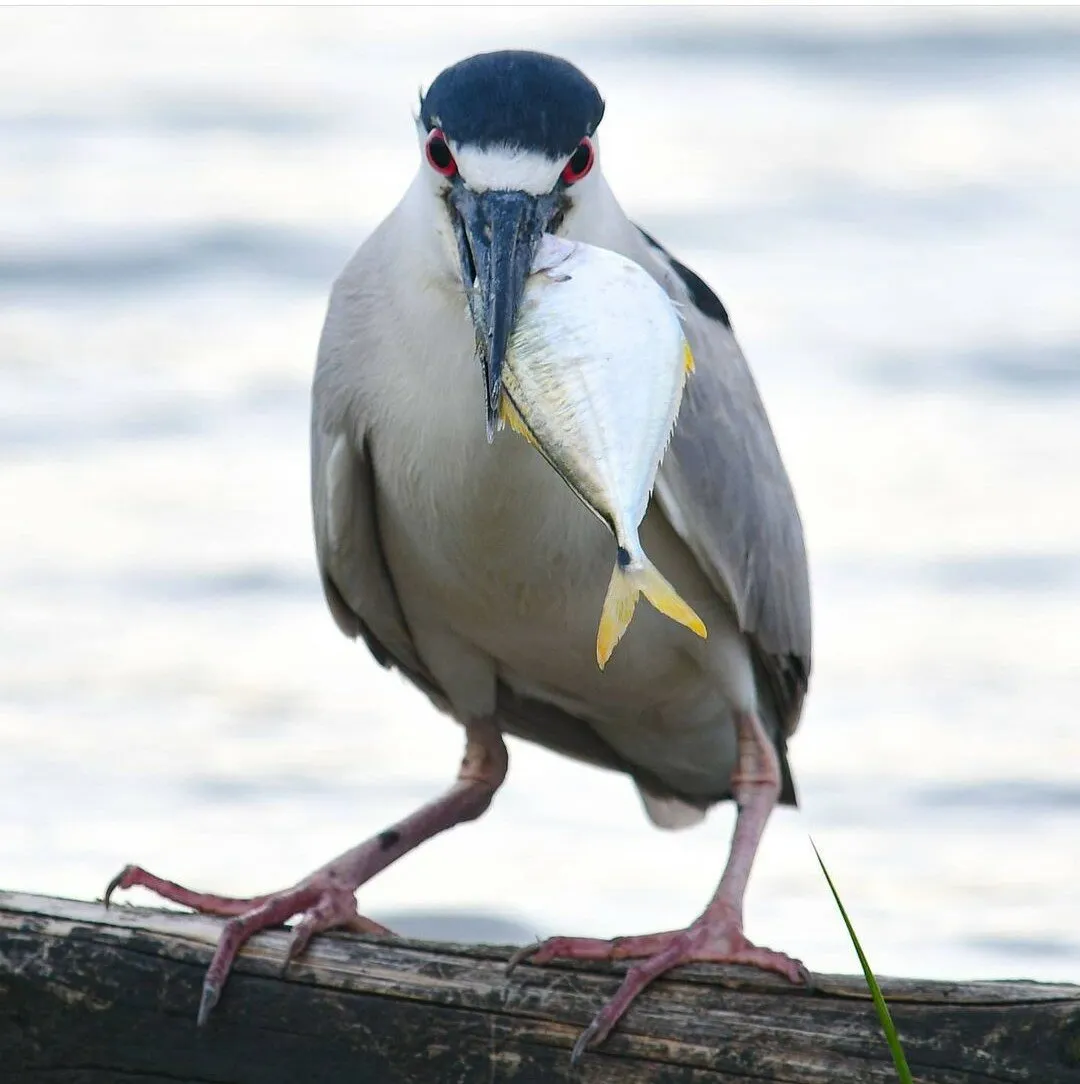 A bird and a fish