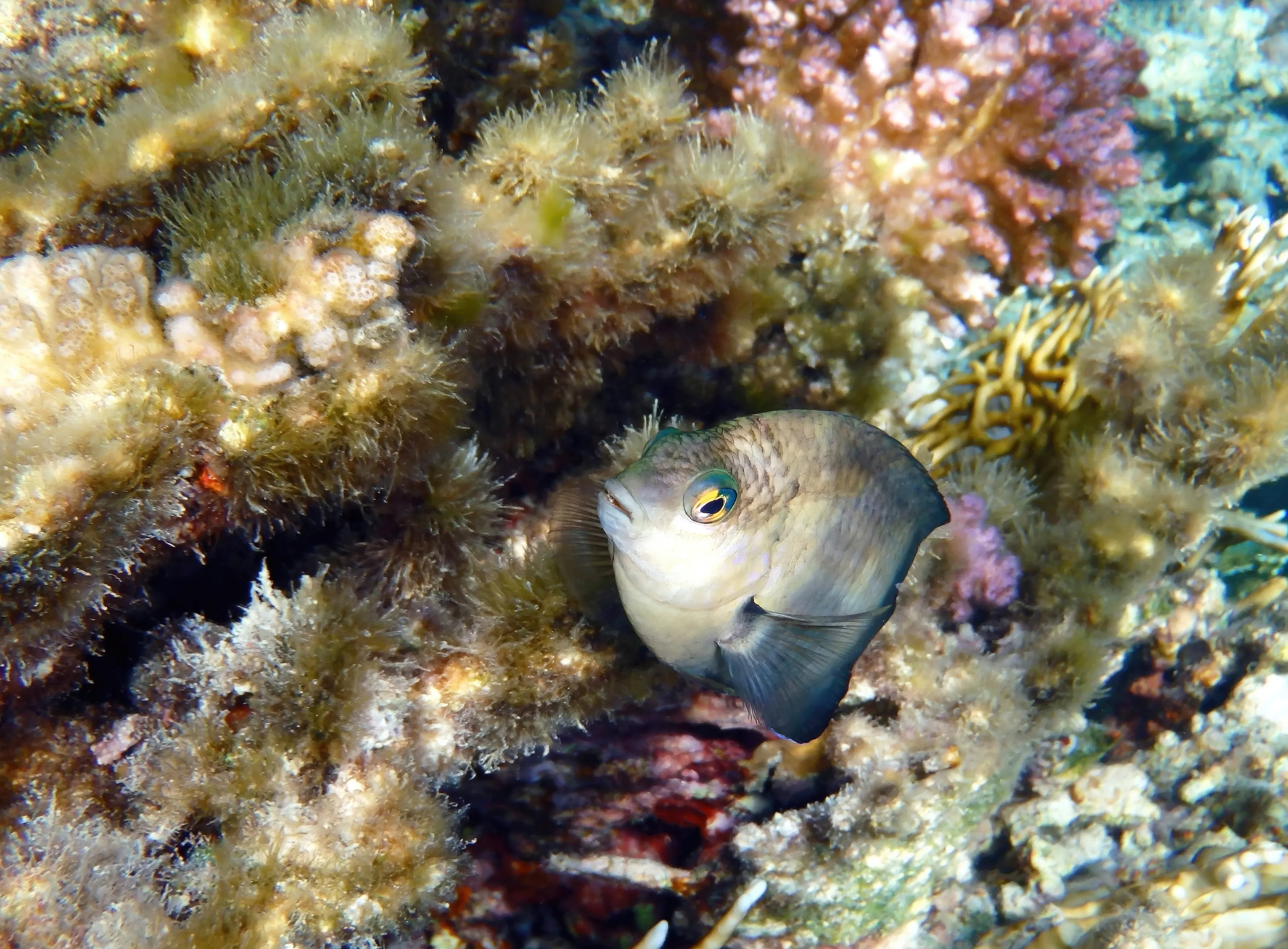 Whiteband Damsel Macro Photography