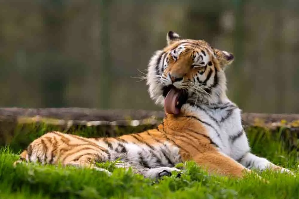 Tranquil Tiger