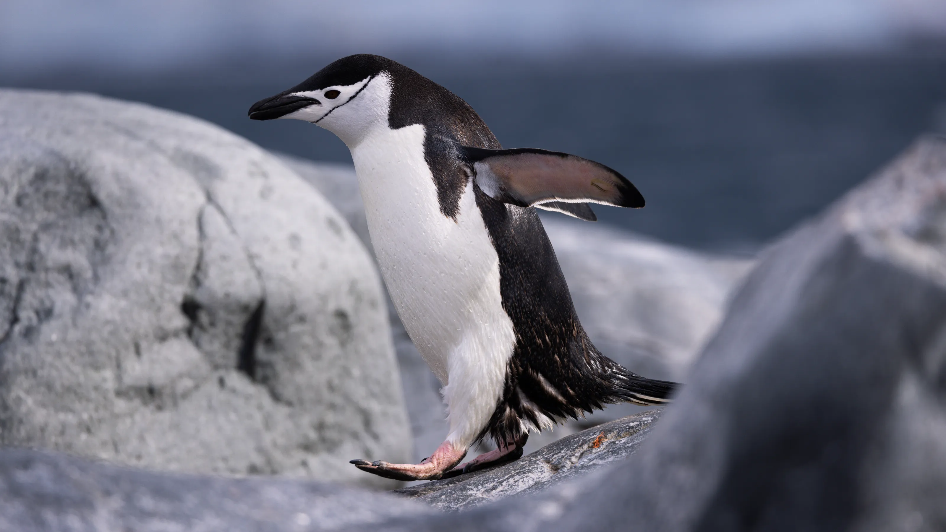 Chinstrap Penguin