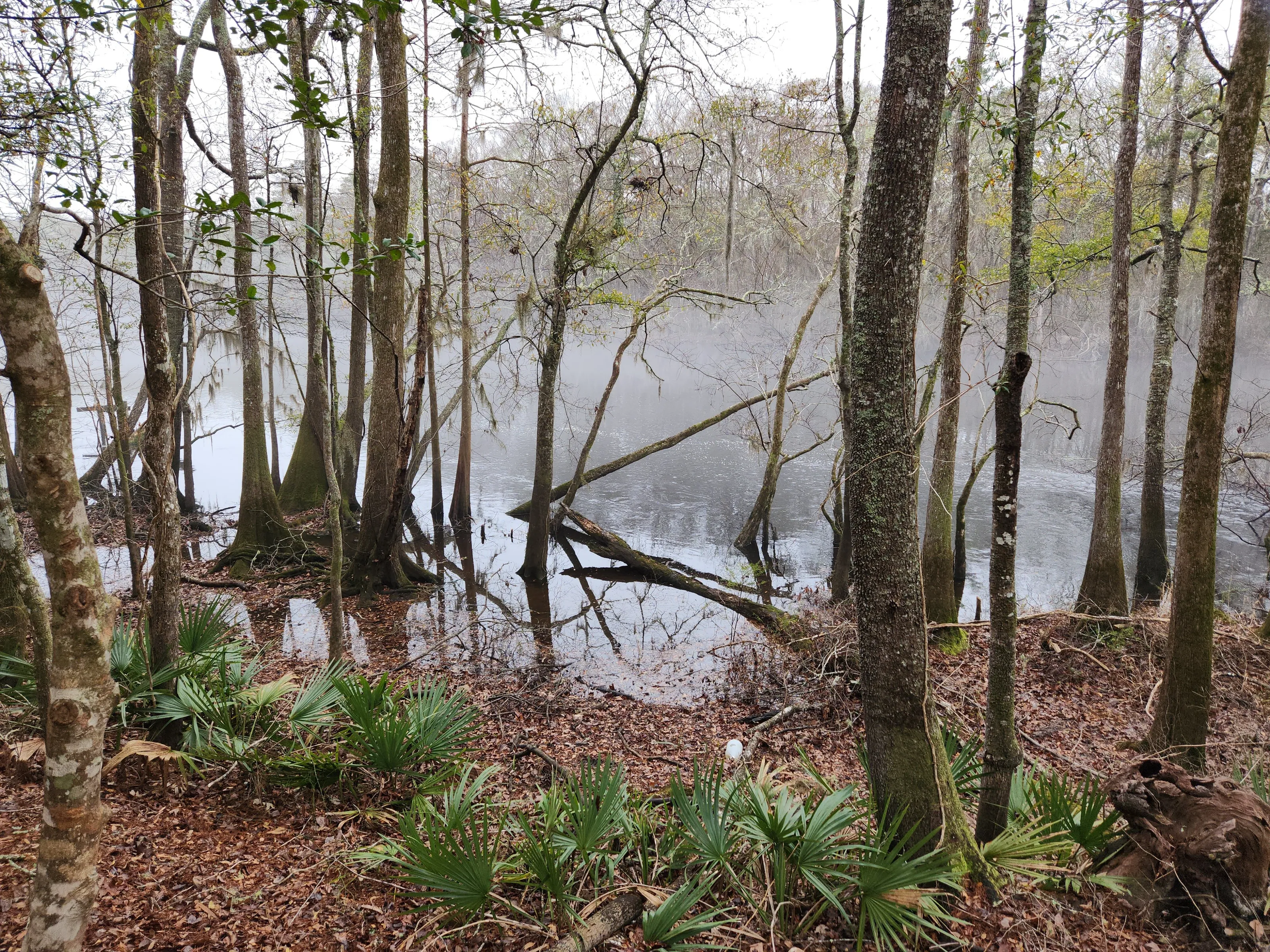 Morning on the Edisto