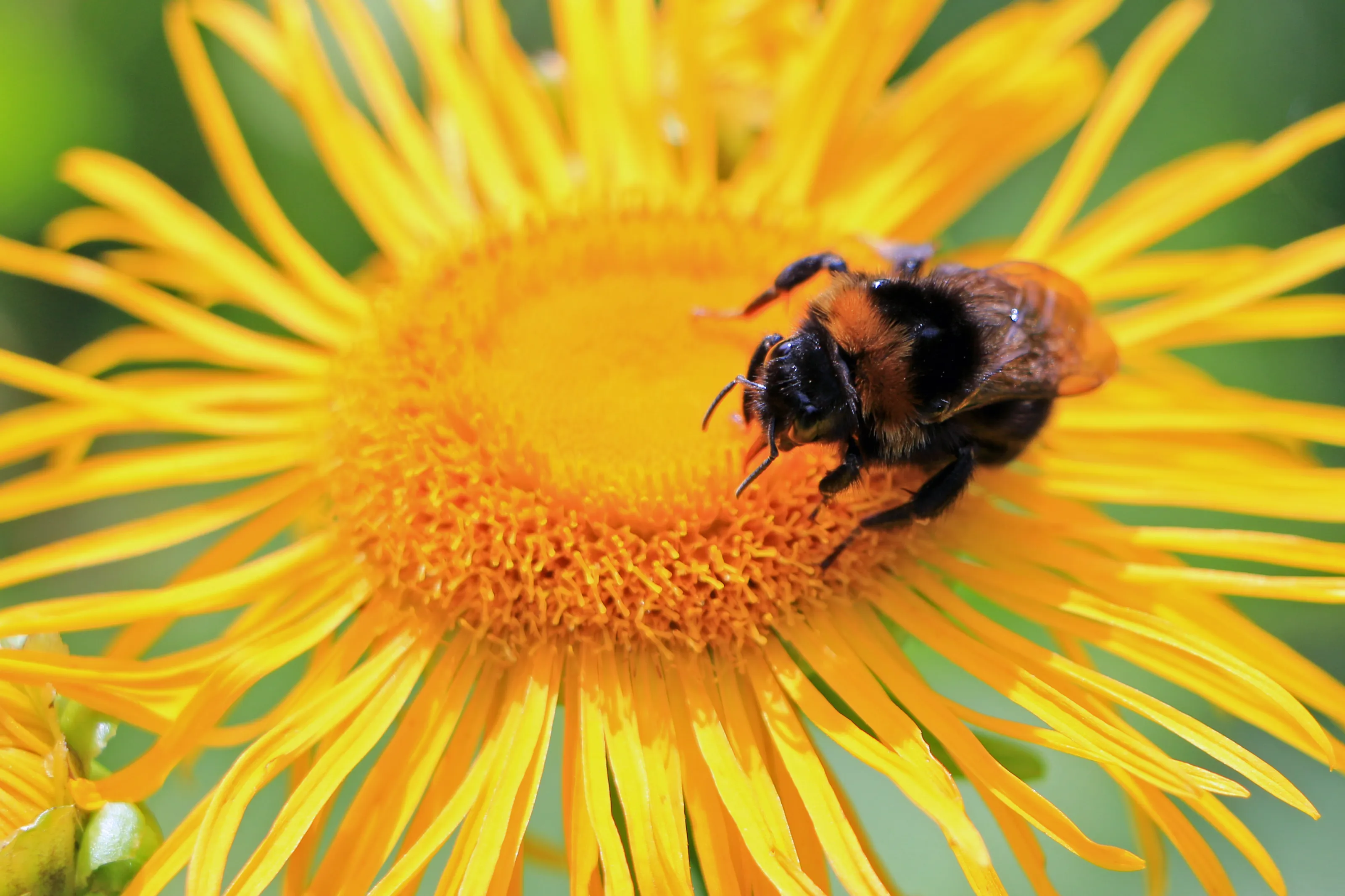 Busy Bee