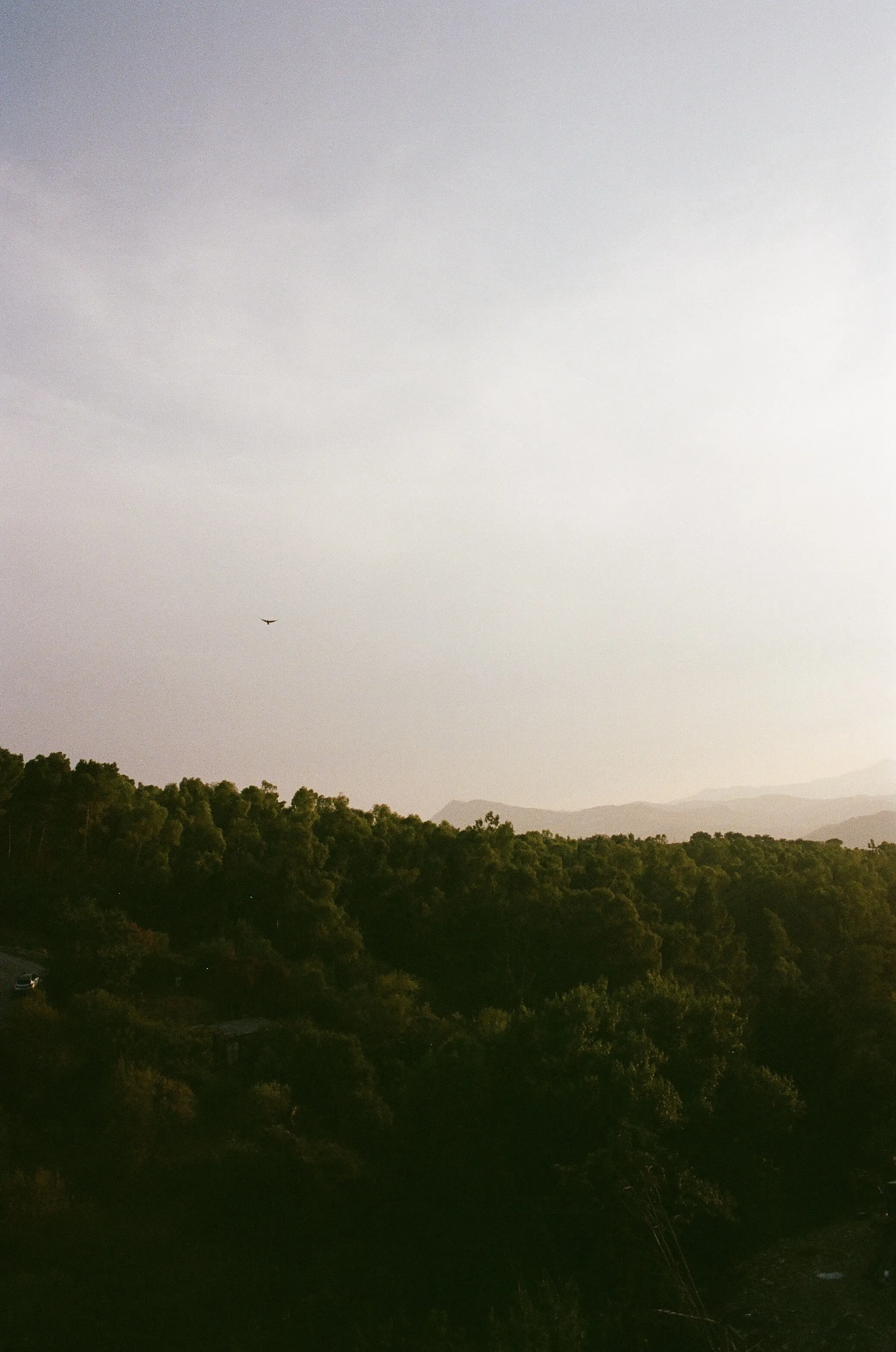 Swallow over Sicily