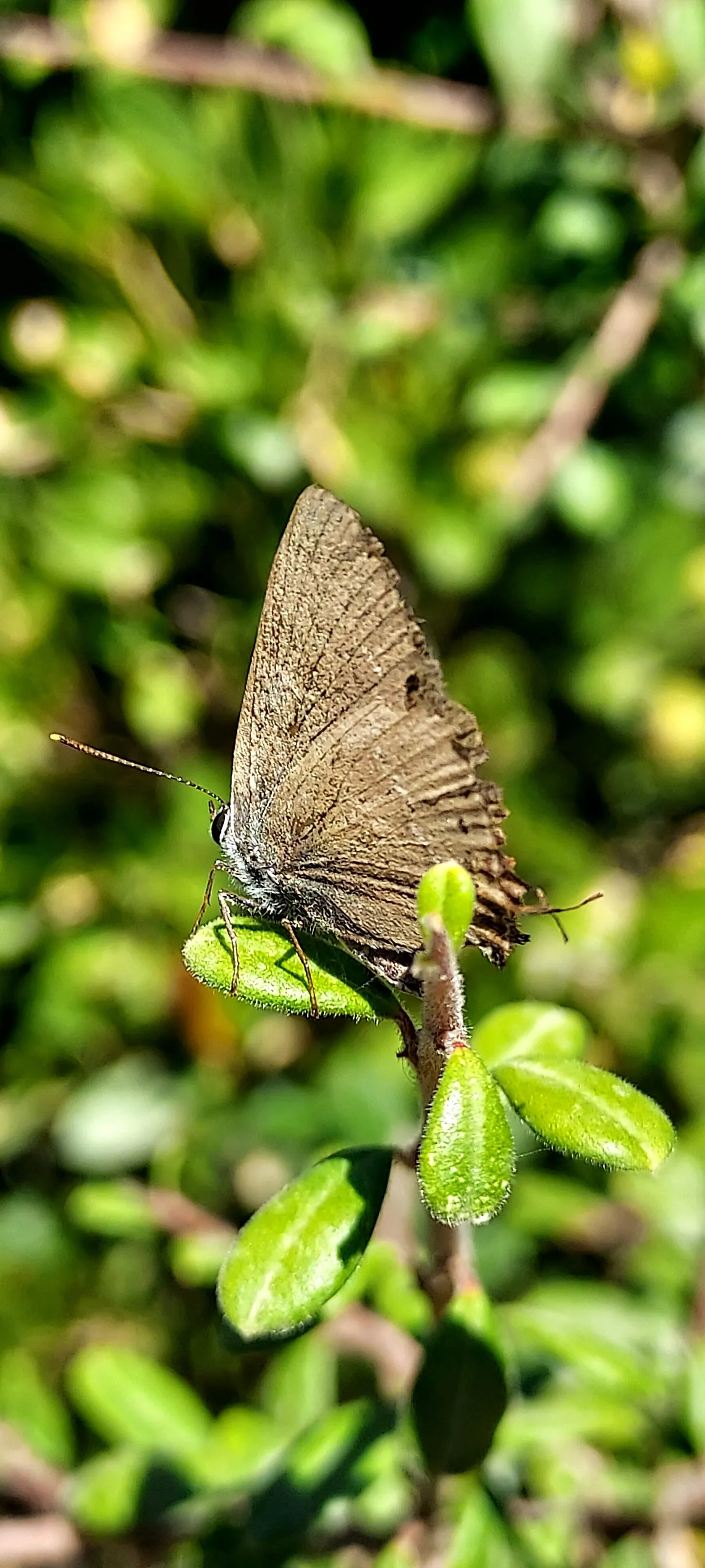 A Butterfly In Israel