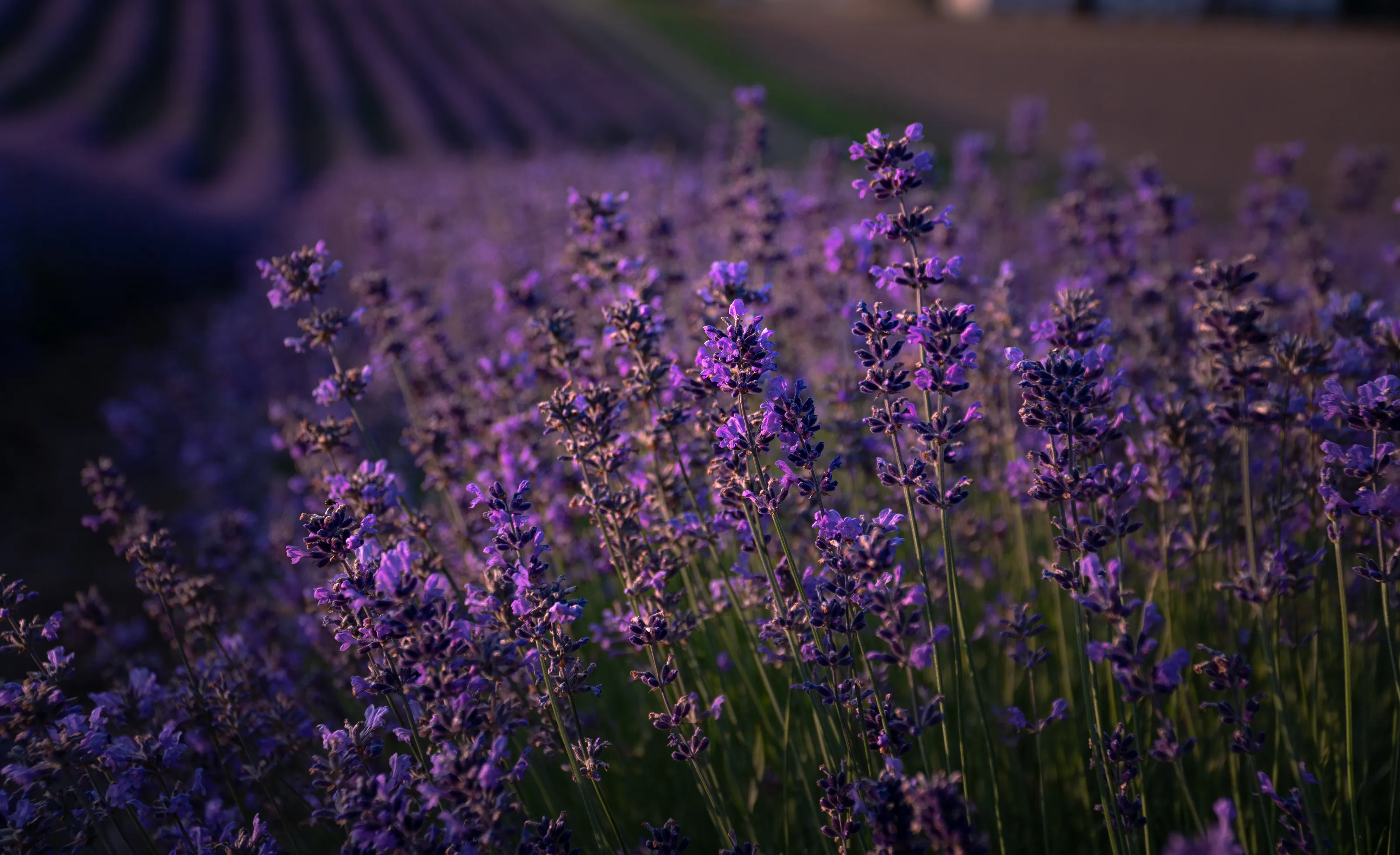 Lavender spirits.