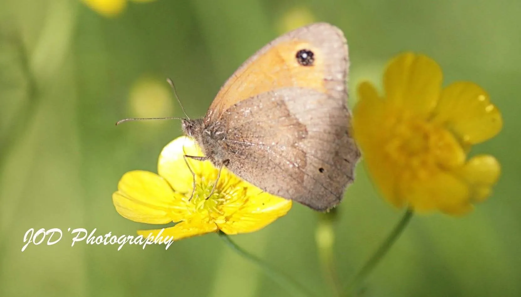 Summer Butterfly