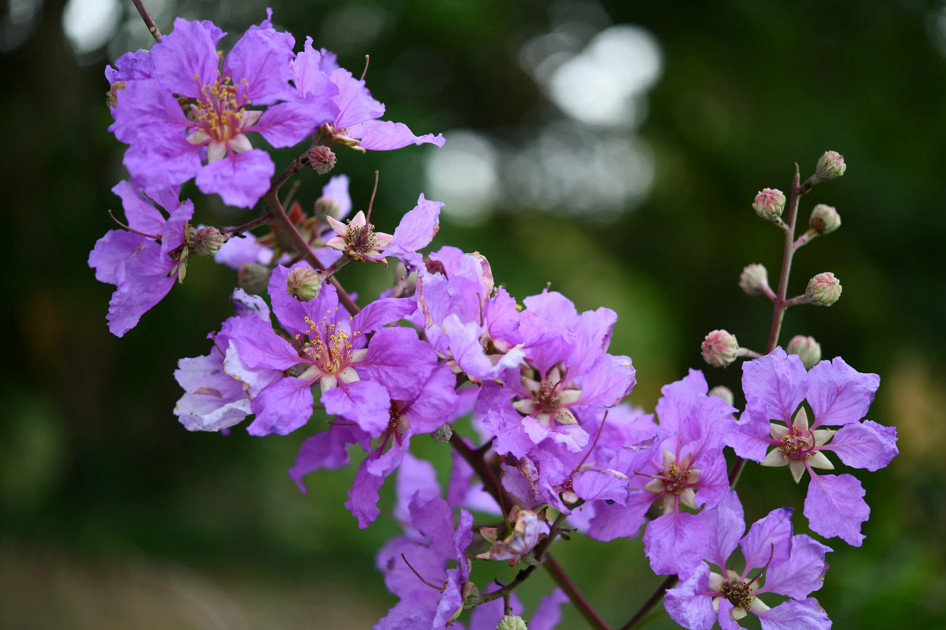 Pride of India flower /Lagerstroemia speciosa