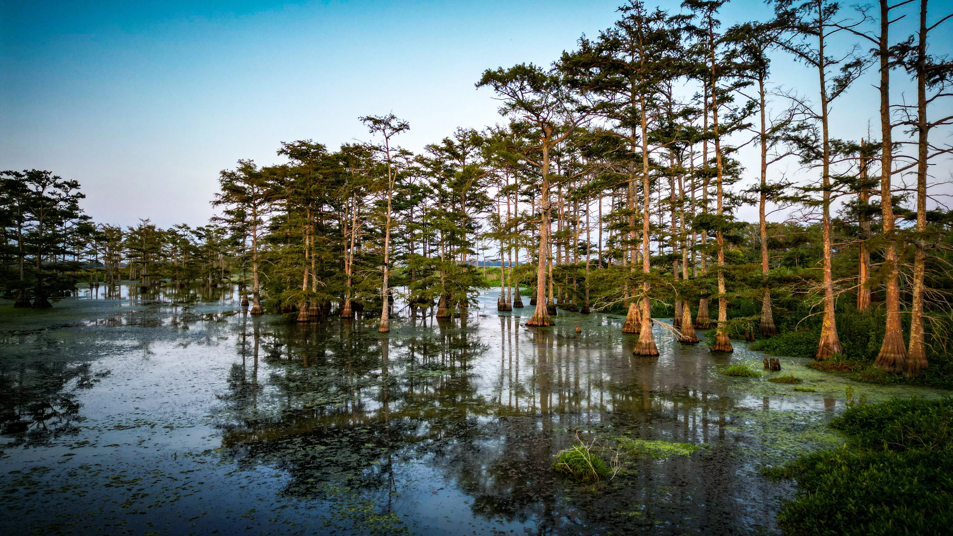 trees
