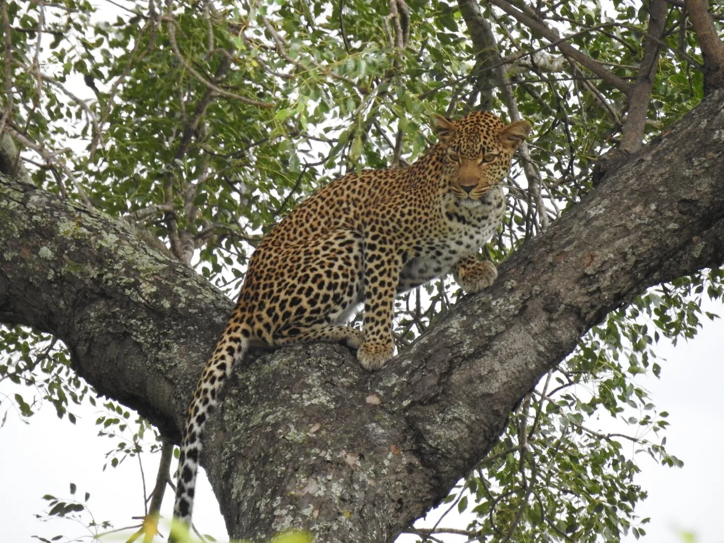 Leopard