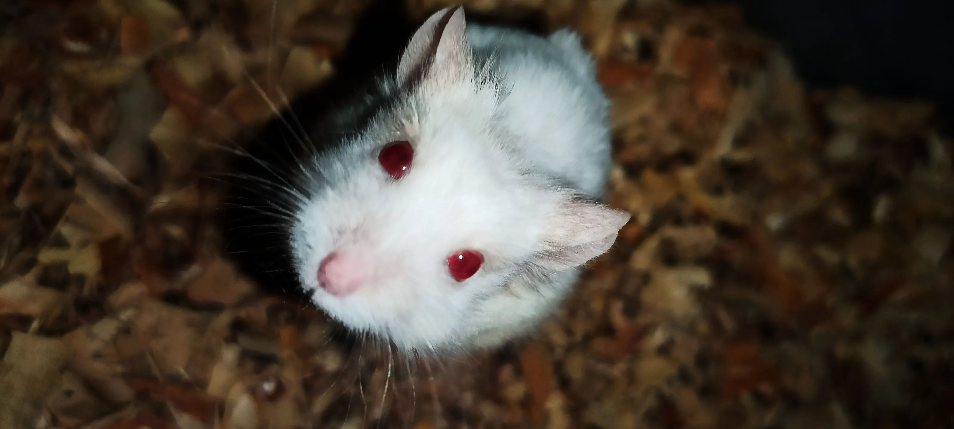 The stuart little