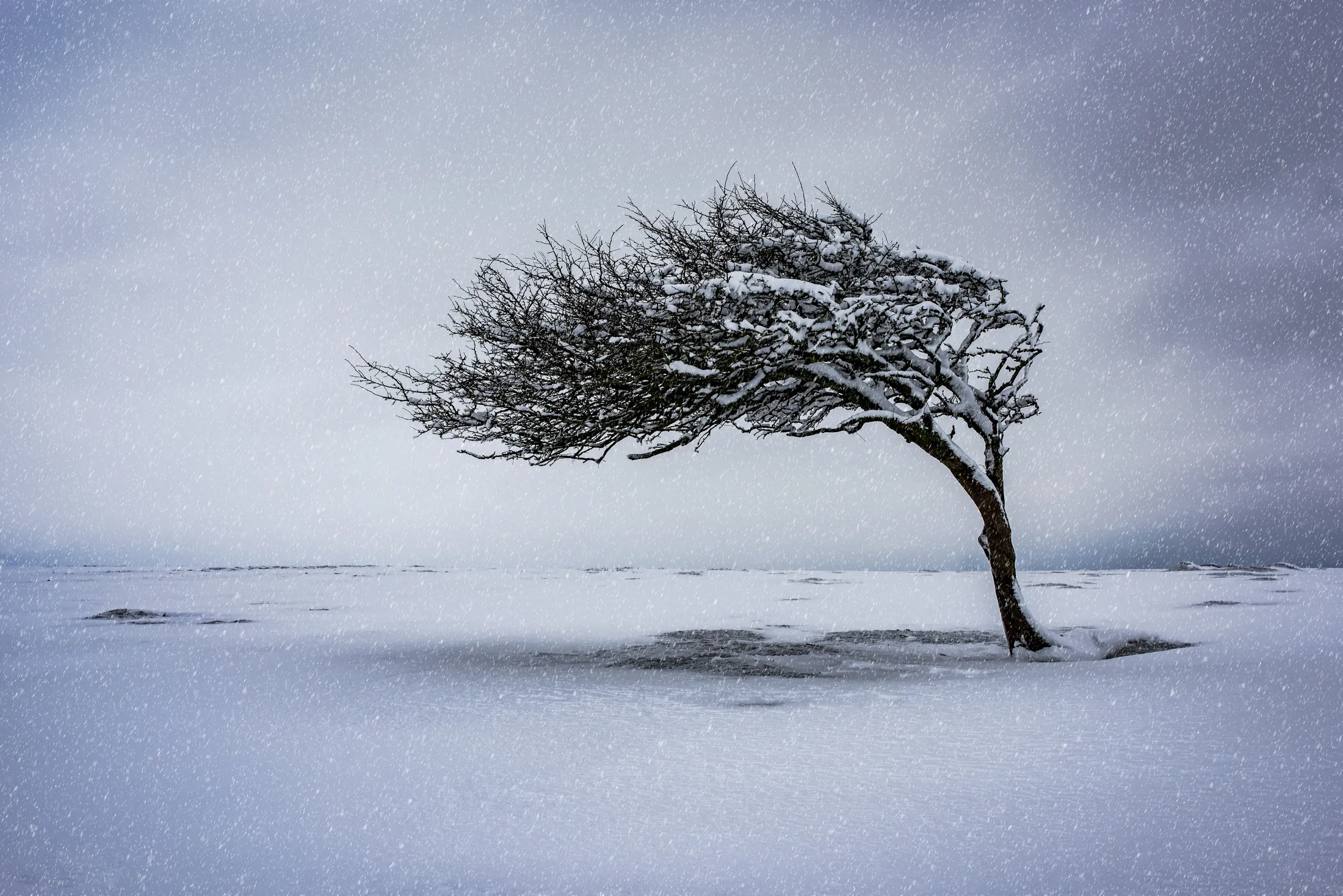 Davidstow Snow.