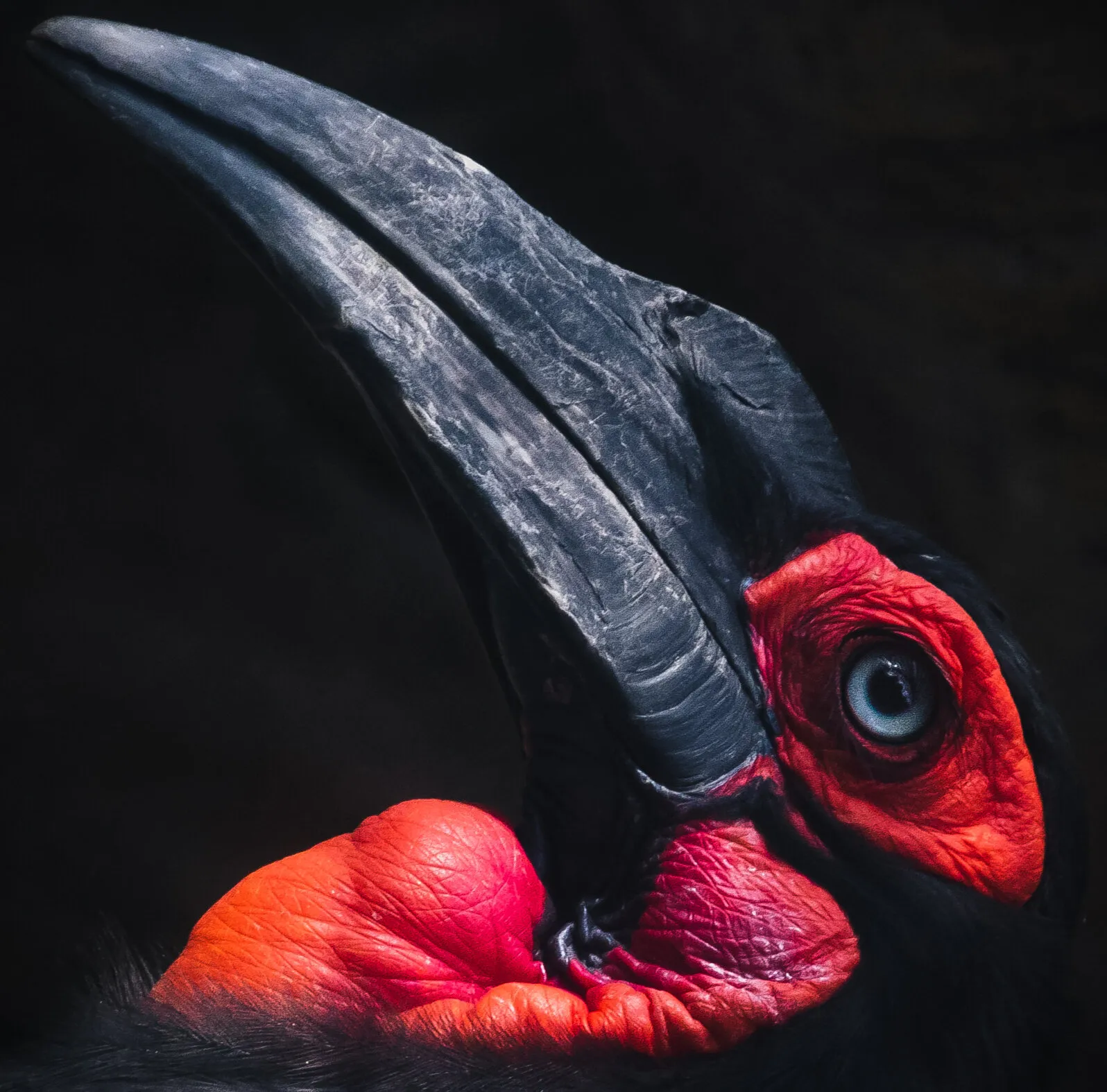 Fear in red