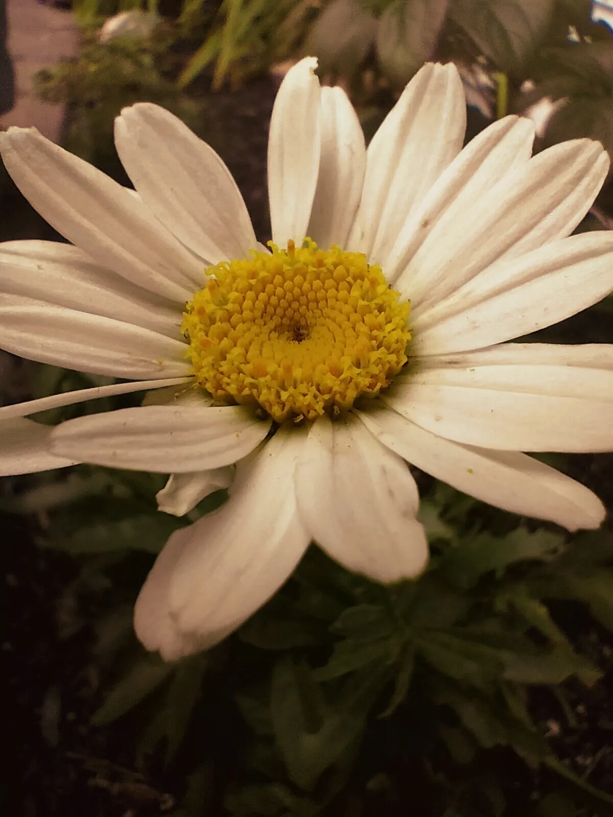 Daisy