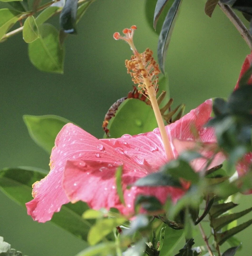 Summer Rain