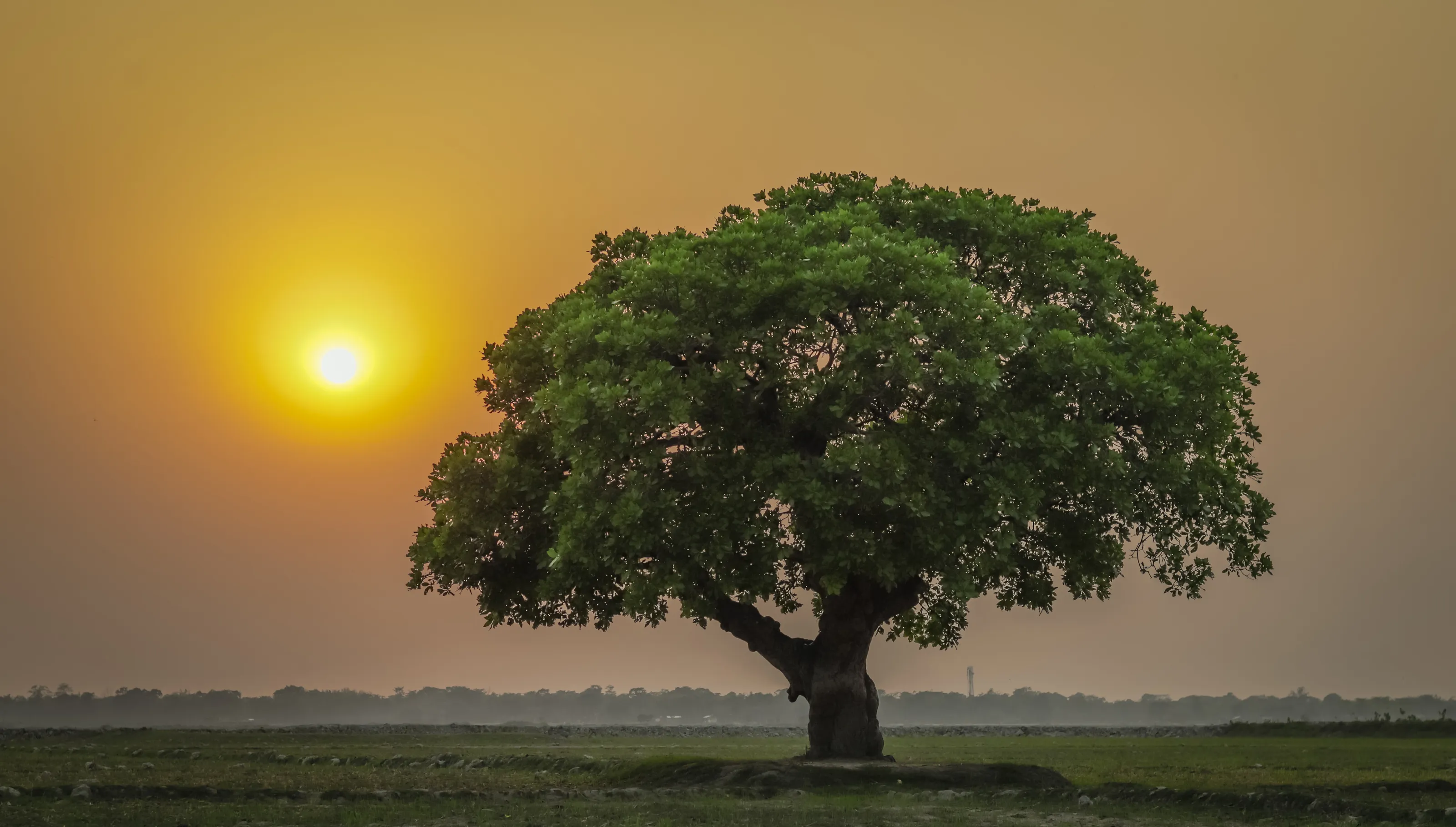 A FREINDSHIP BETWEEN TREE AND SUN