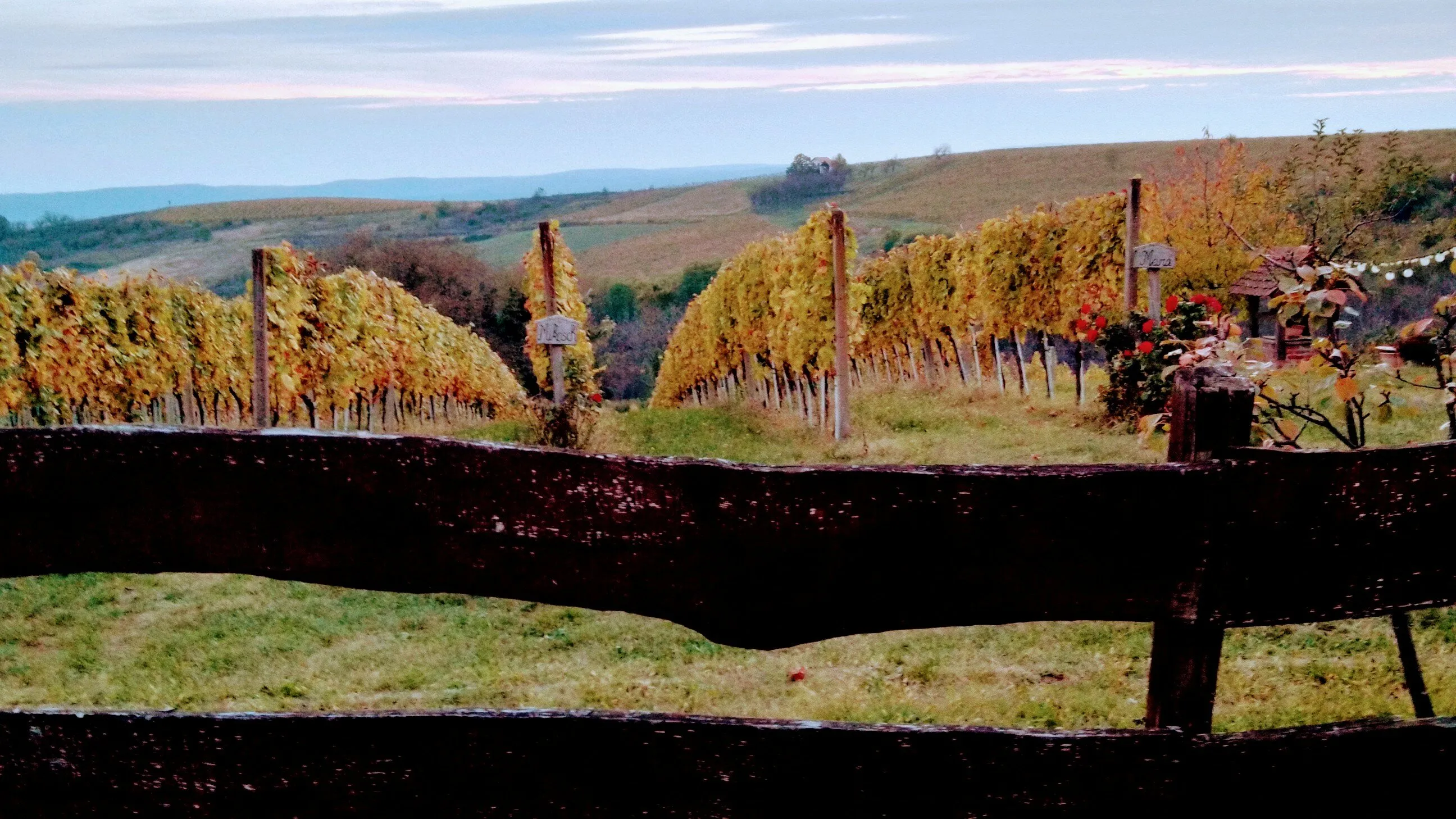 "Autumn in the Vineyard"