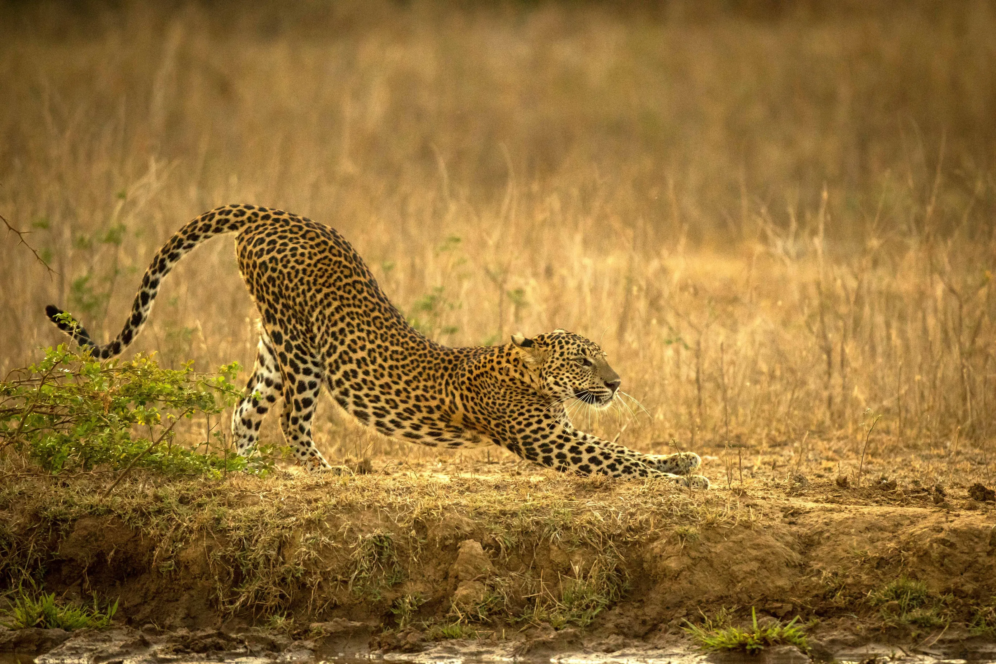 leopard in action.