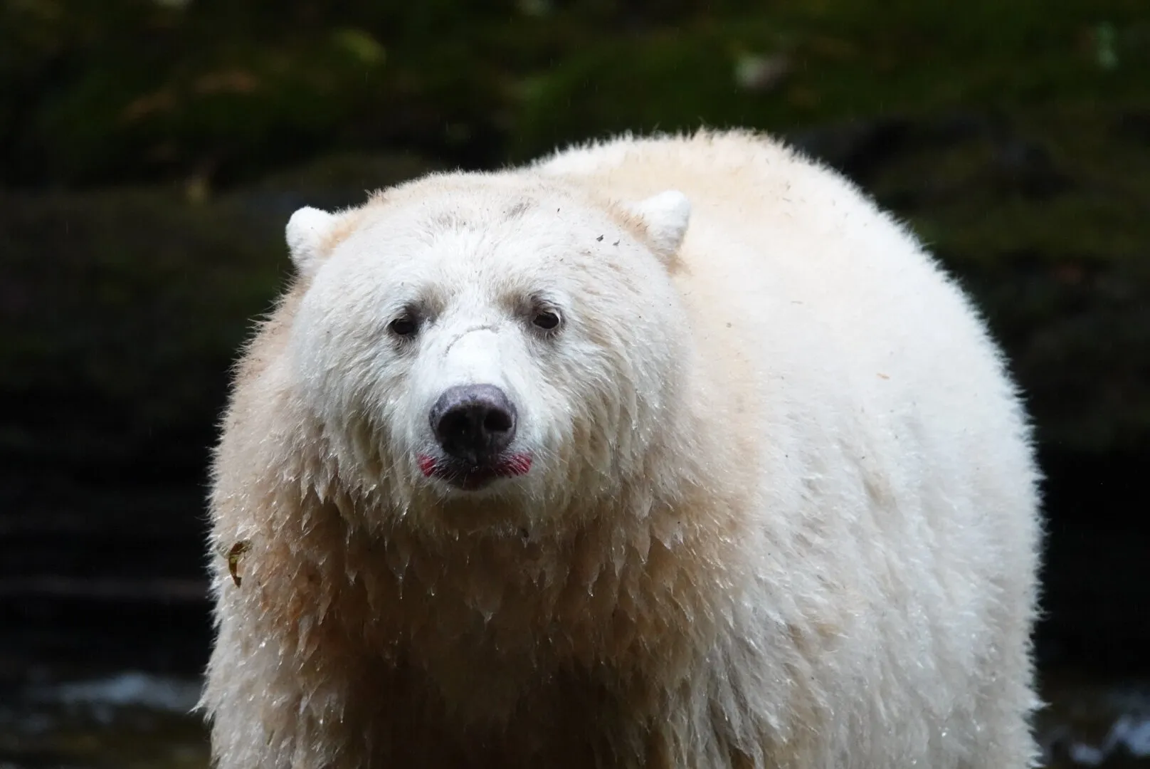 Spirit Bear Make-up