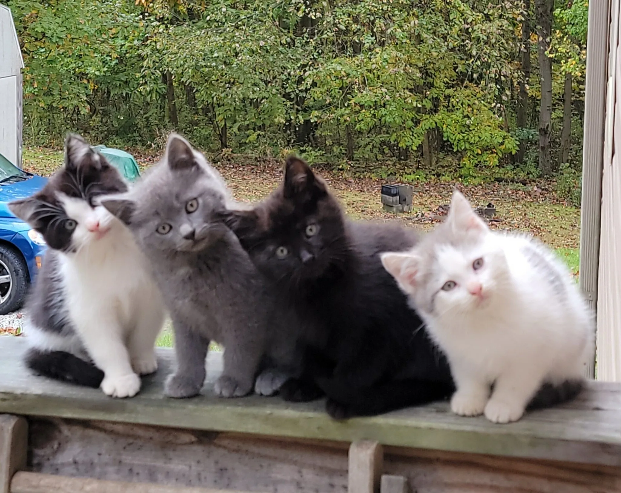 Curious Roberts Kittens
